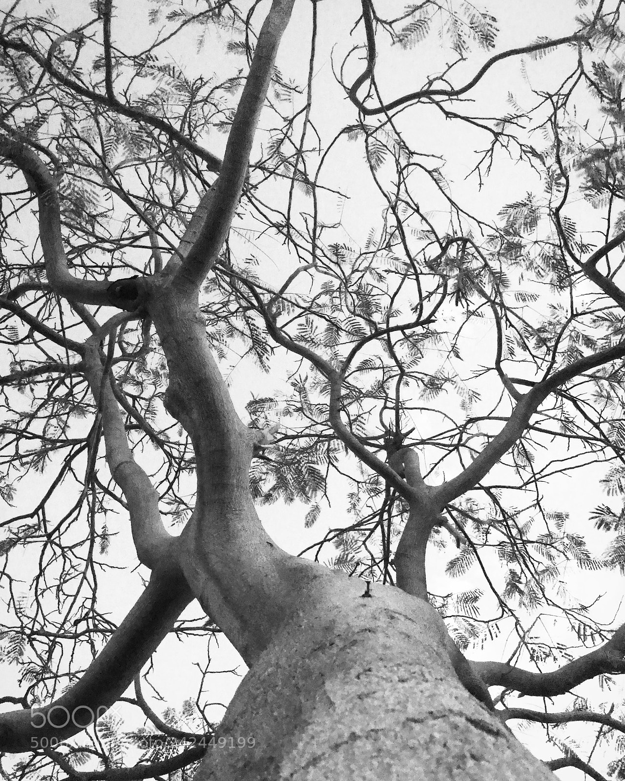 Apple iPhone 7 Plus sample photo. Tree ? photography