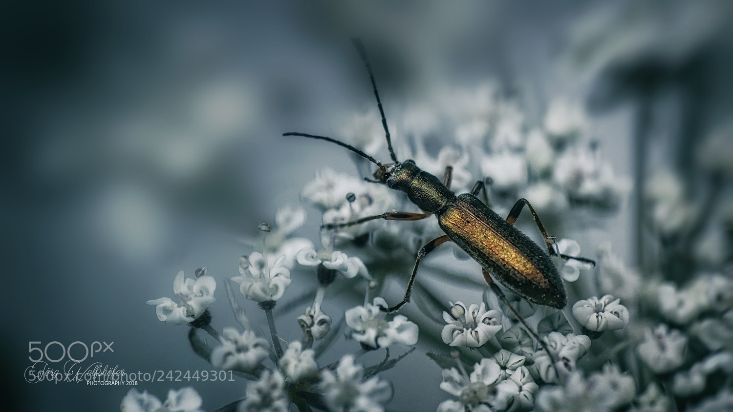 Panasonic Lumix DMC-FZ300 sample photo. Mr. beetle photography