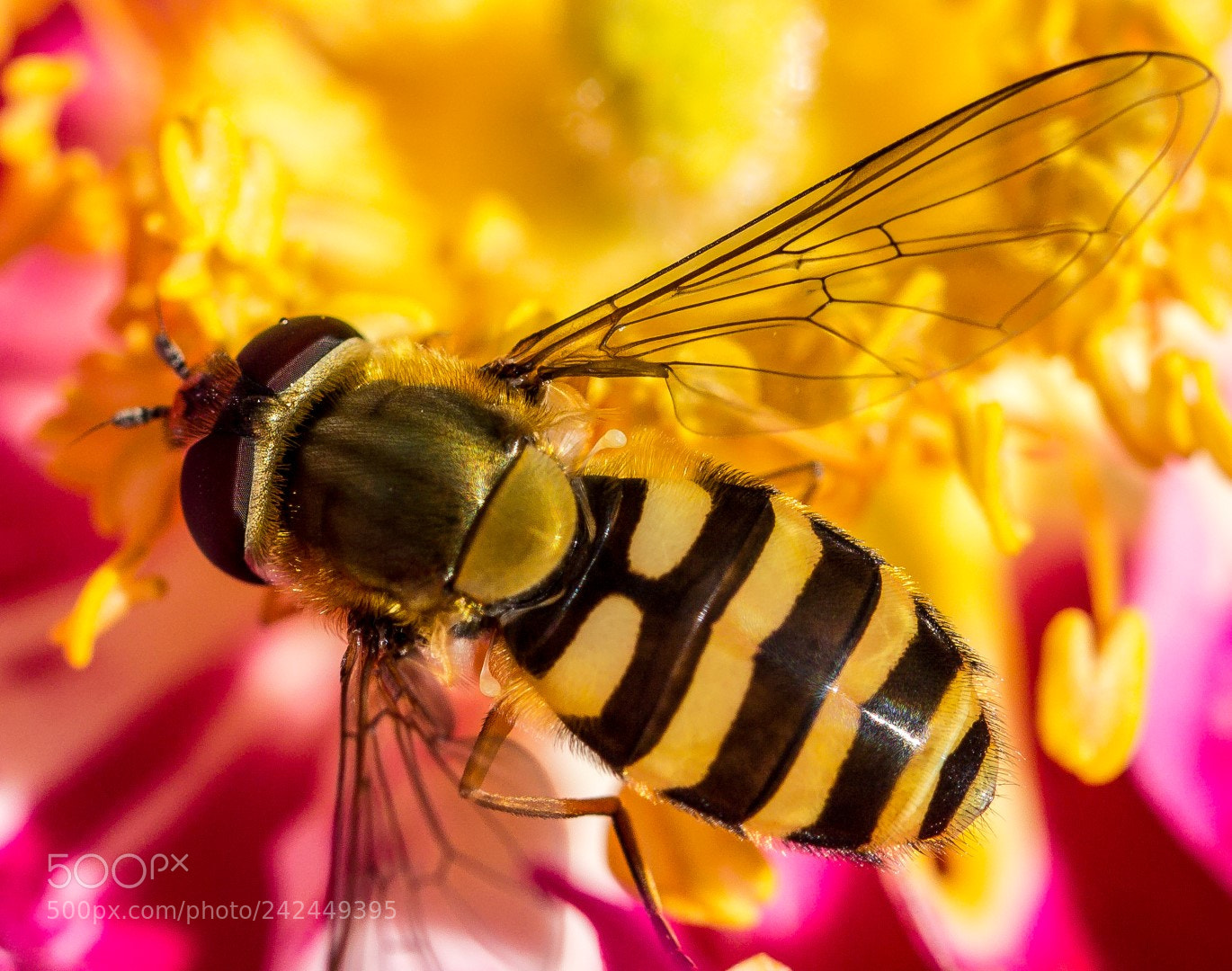 Canon EOS 1200D (EOS Rebel T5 / EOS Kiss X70 / EOS Hi) sample photo. Hoverfly photography