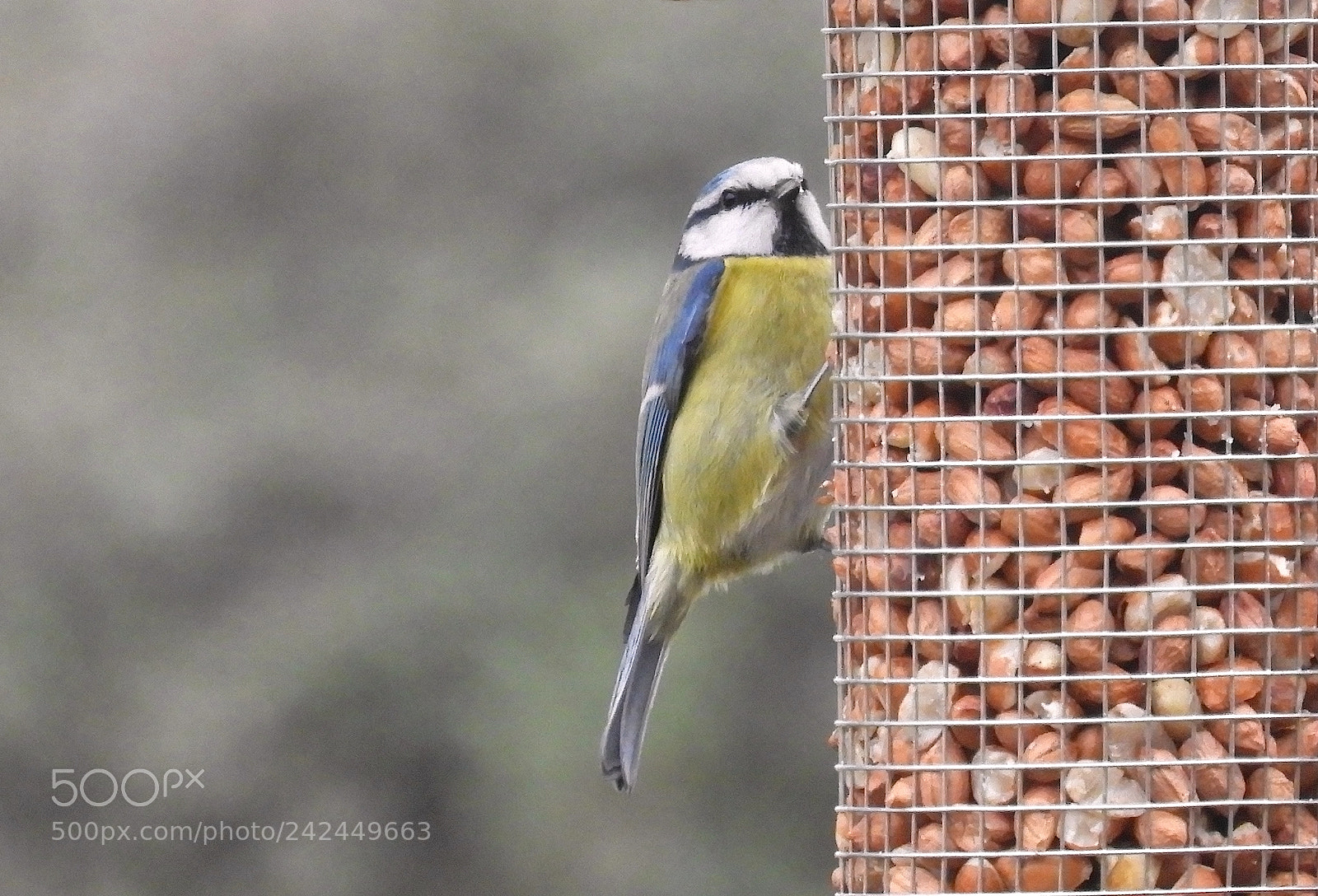 Nikon Coolpix B700 sample photo. Blue tit photography