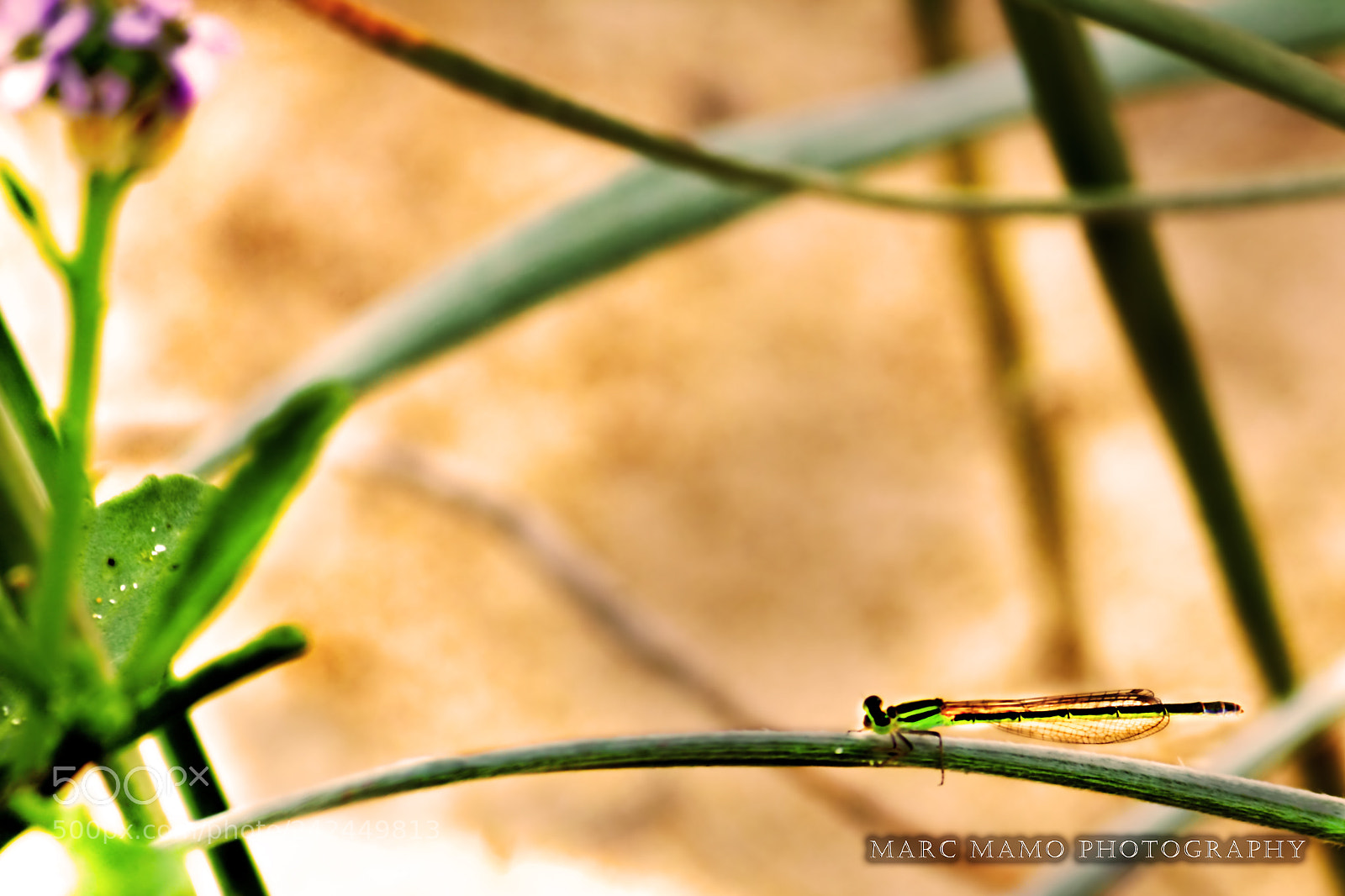Canon EOS 550D (EOS Rebel T2i / EOS Kiss X4) sample photo. Dragonfly photography