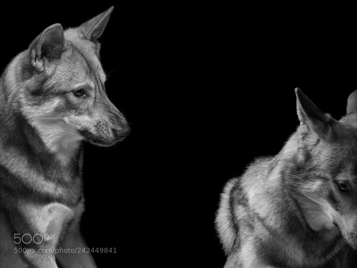 Fujifilm X-T2 sample photo. Pup brawl photography