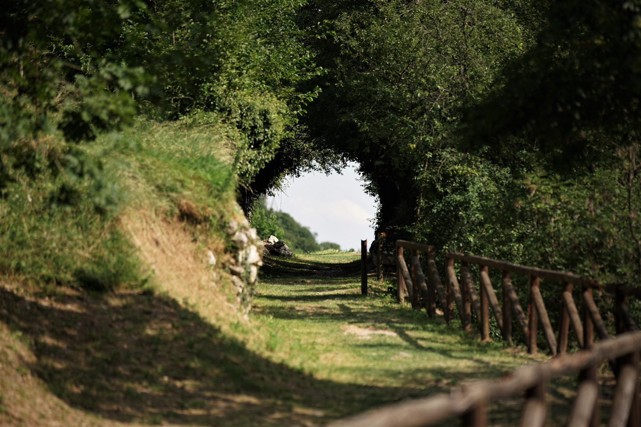 Canon EF 70-200mm F2.8L IS II USM sample photo. Tunnel of trees photography
