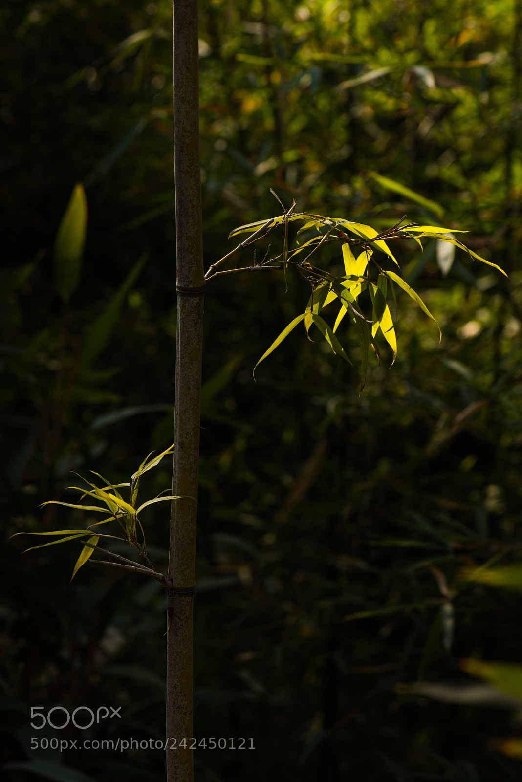 Nikon D800E sample photo. Bamboo photography