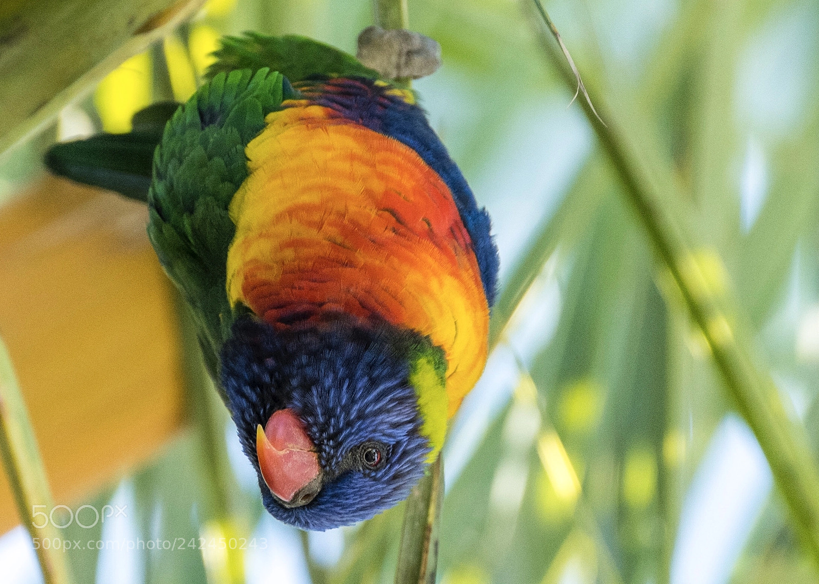 Nikon D850 sample photo. Rainbow lorikeet, perth, wa photography