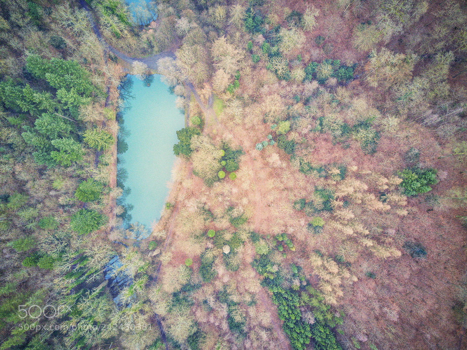 DJI FC220 sample photo. Forest photography