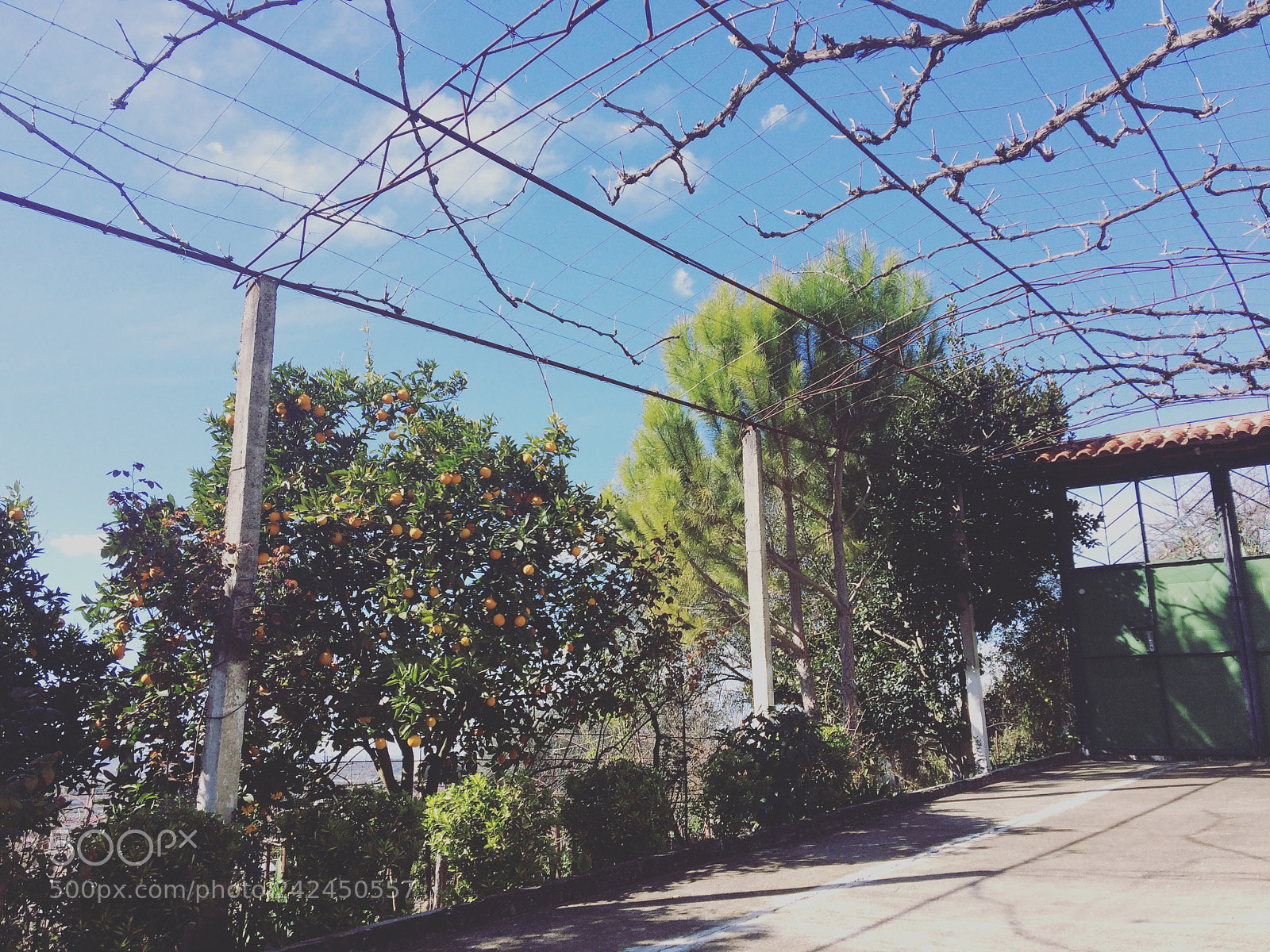 Apple iPhone 5s sample photo. Img photography