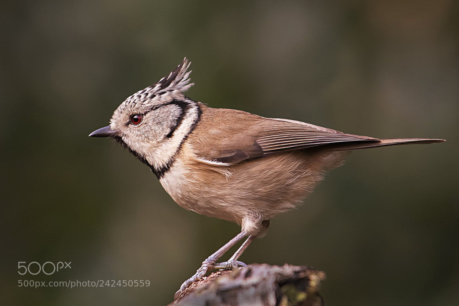 Nikon D500 sample photo. Crested tit.. photography