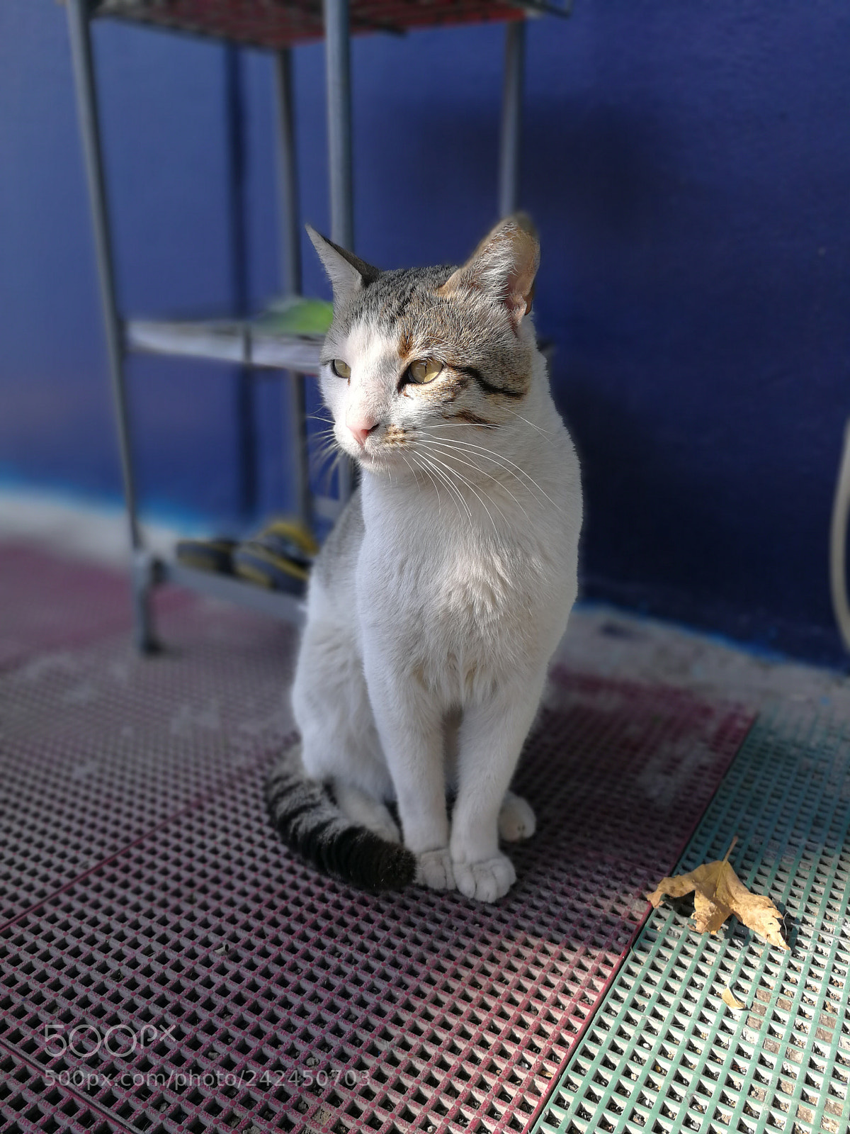 HUAWEI P10 sample photo. Şero photography