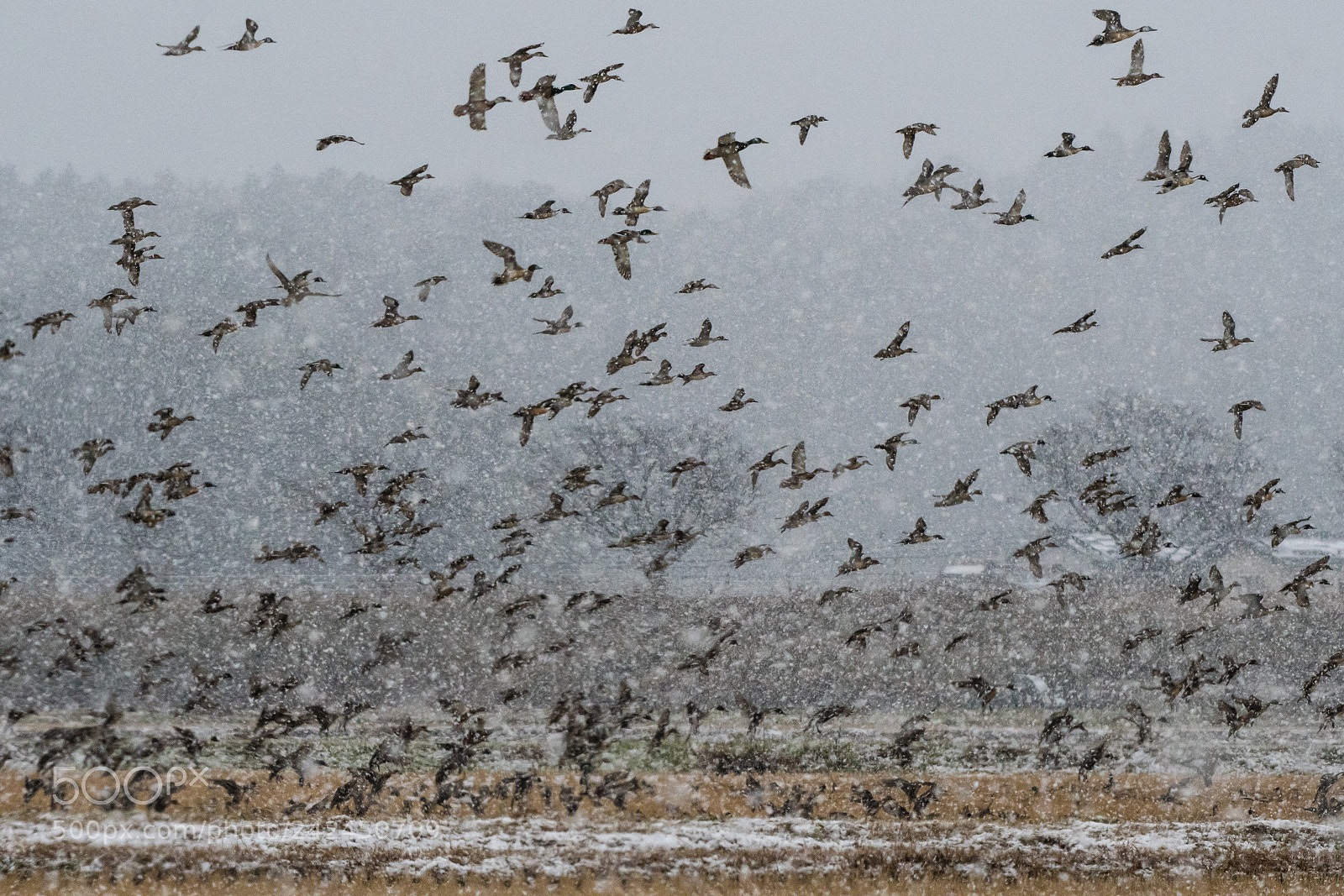 Nikon D500 sample photo. Storm photography