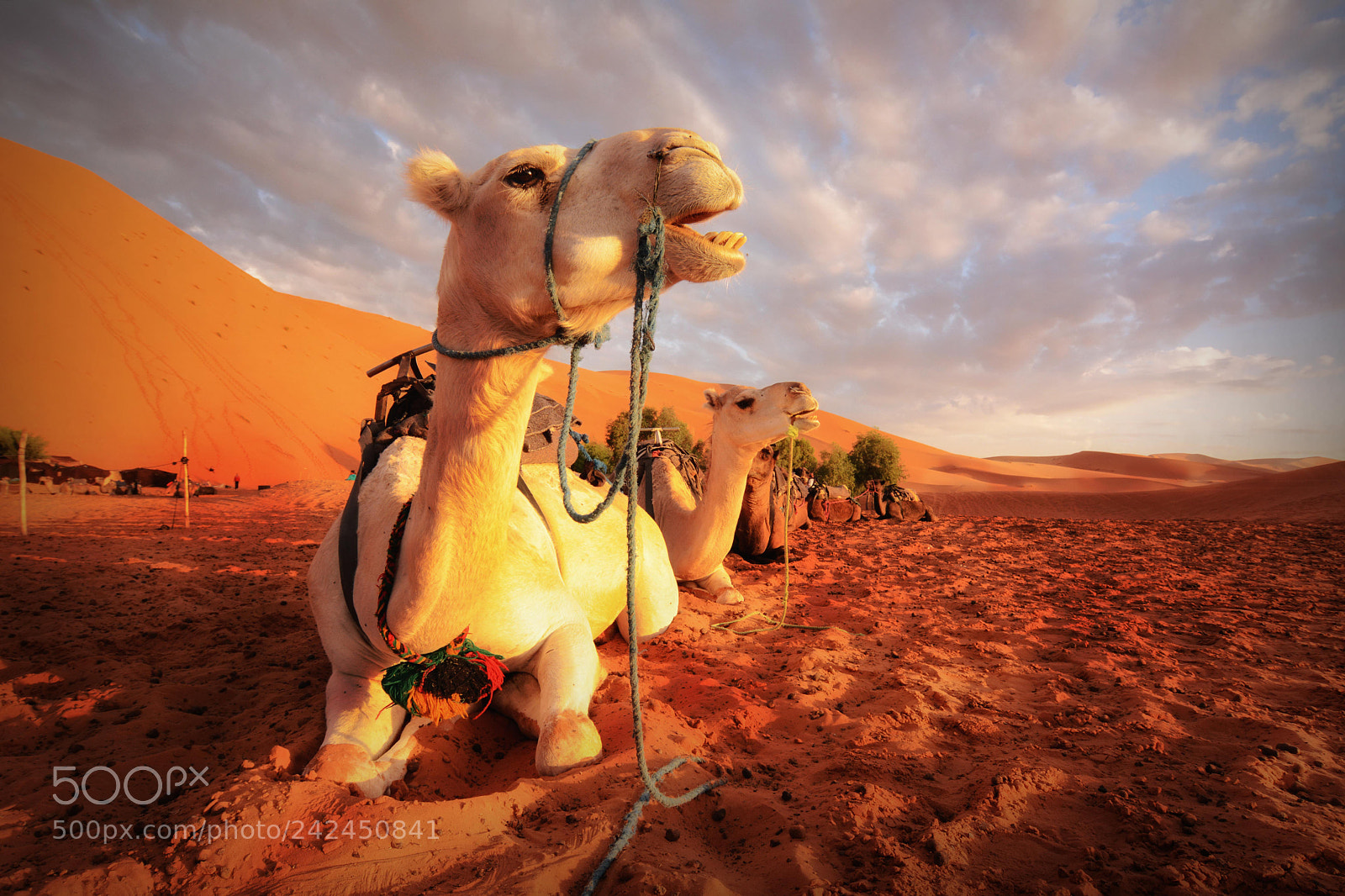 Nikon D7100 sample photo. Camellos al amanecer photography