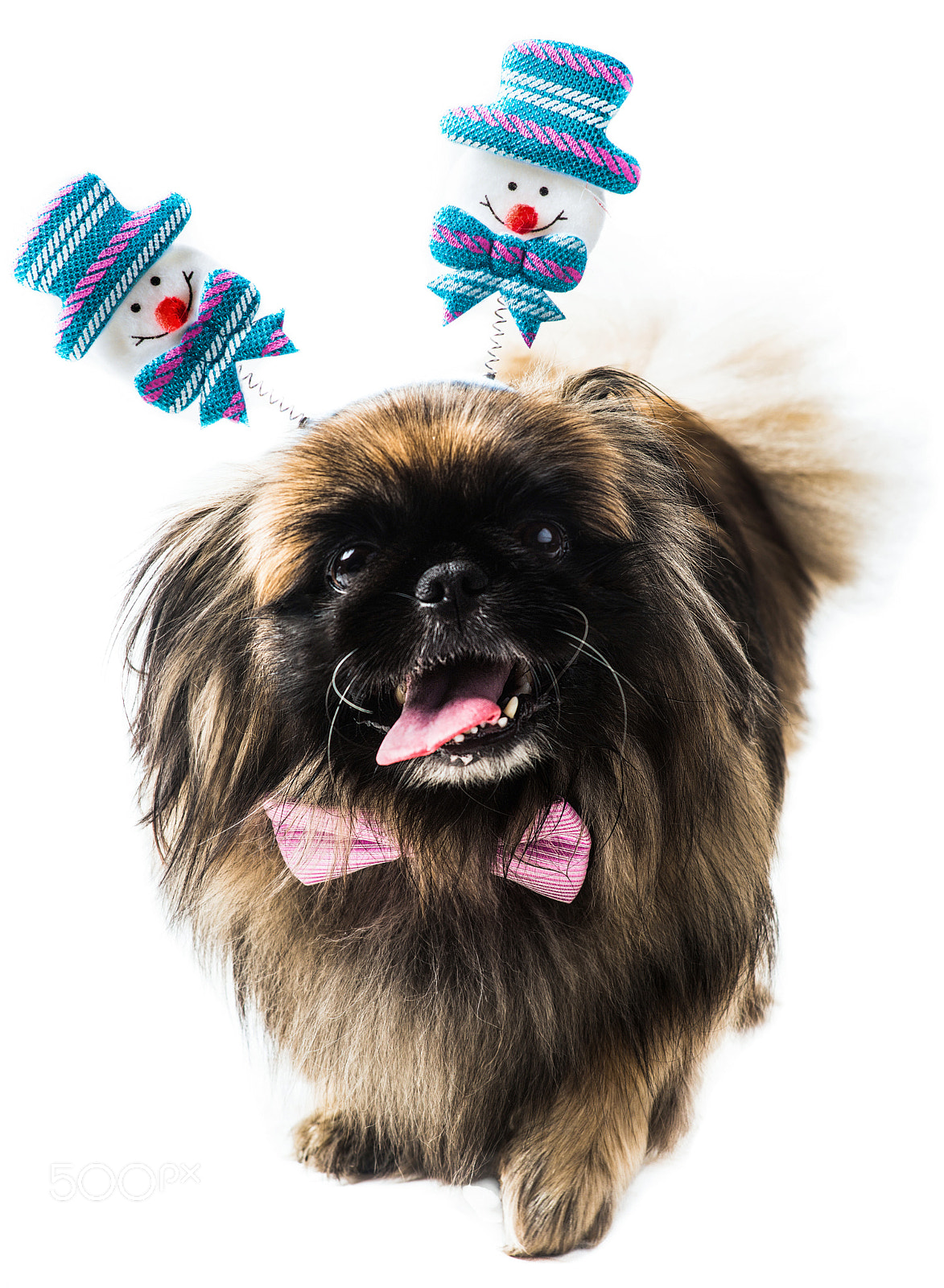 Nikon D800 sample photo. The pekingese on the photography
