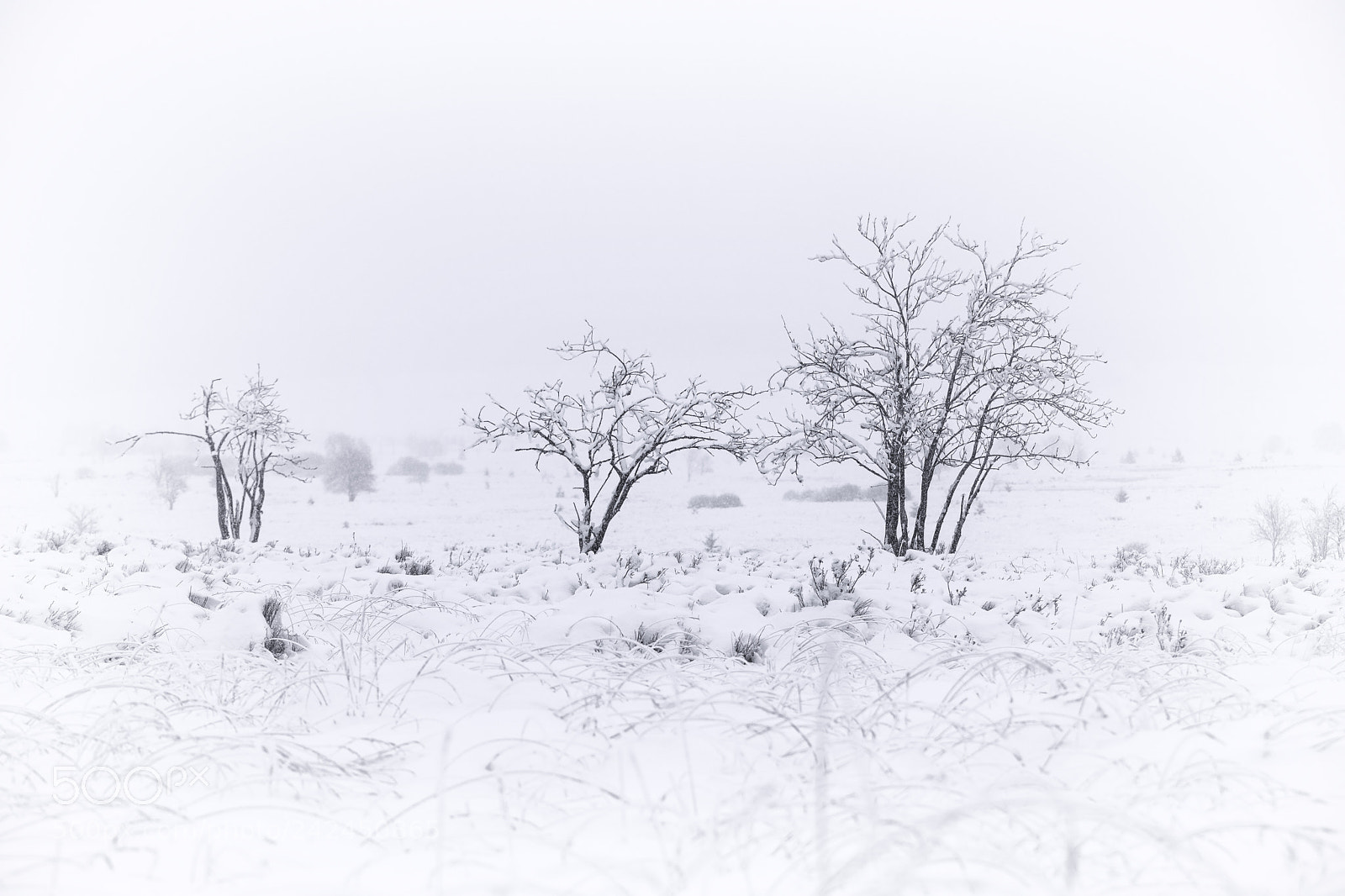 Canon EOS 6D Mark II sample photo. Winter wonderland photography