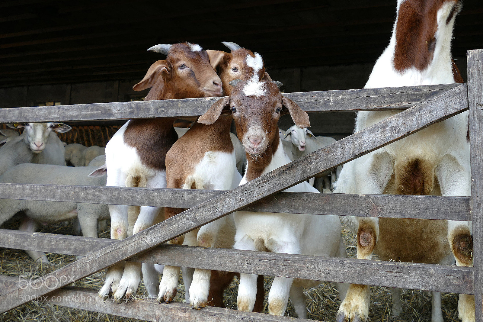 Panasonic Lumix DMC-FZ1000 sample photo. Young goats photography