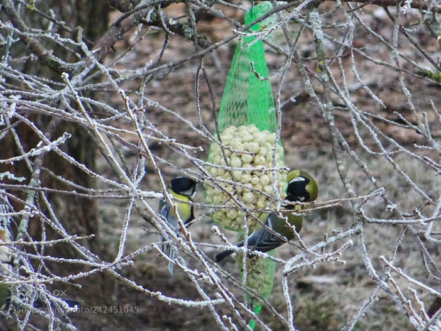 Sony DSC-HX60 sample photo. Birds photography