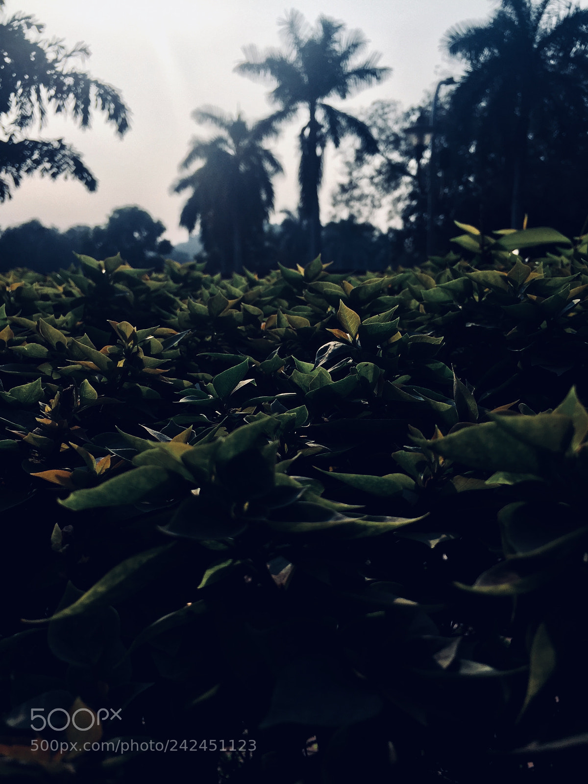 Apple iPhone 6 sample photo. Untitled photography