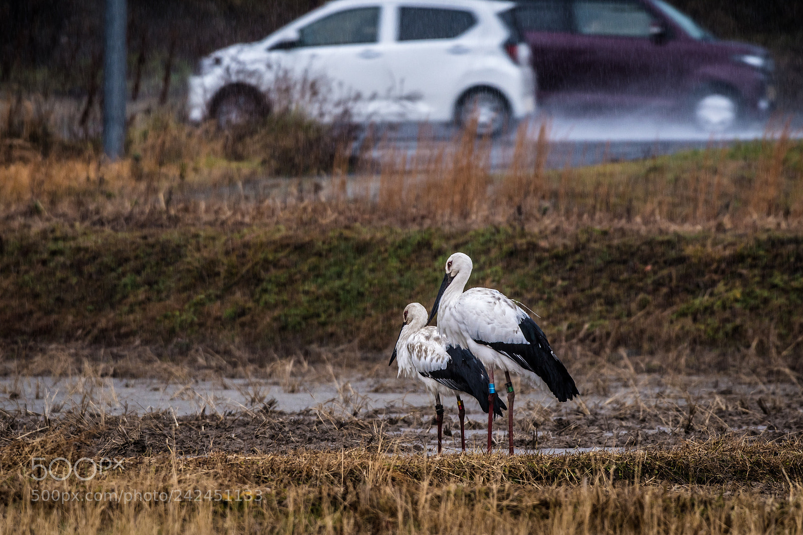 Nikon D500 sample photo. Cold rain photography