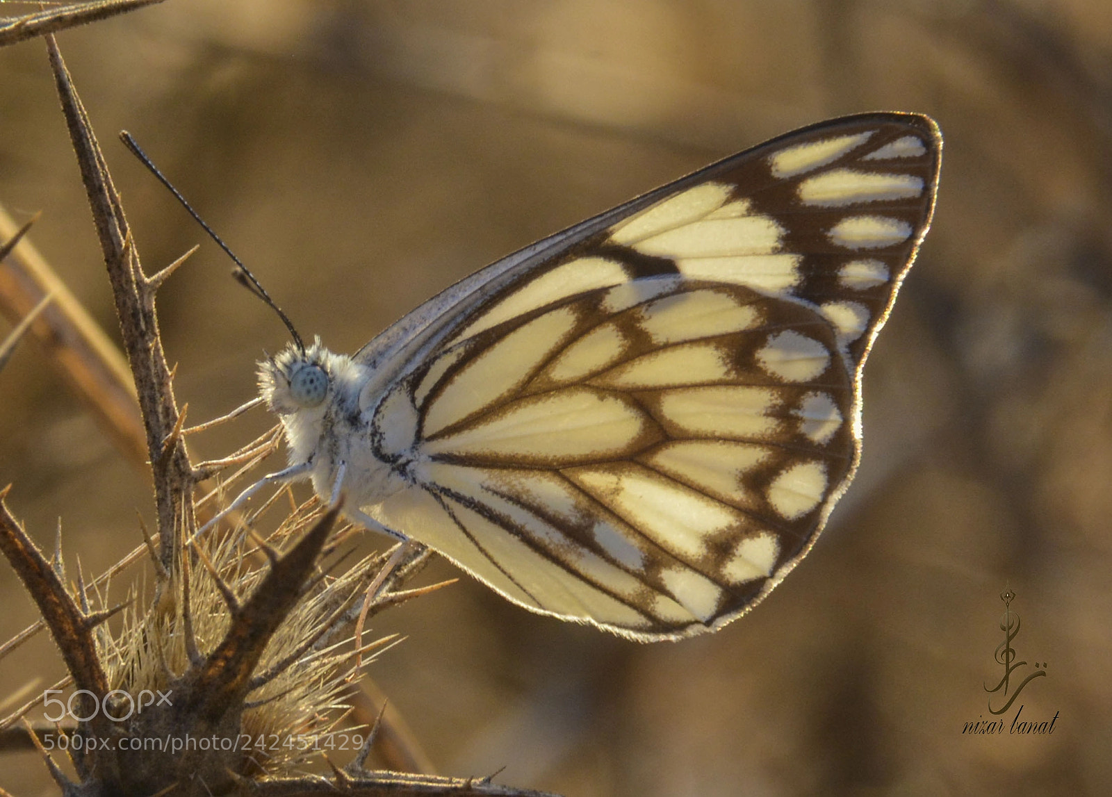 Nikon D7100 sample photo. Butterfly photography