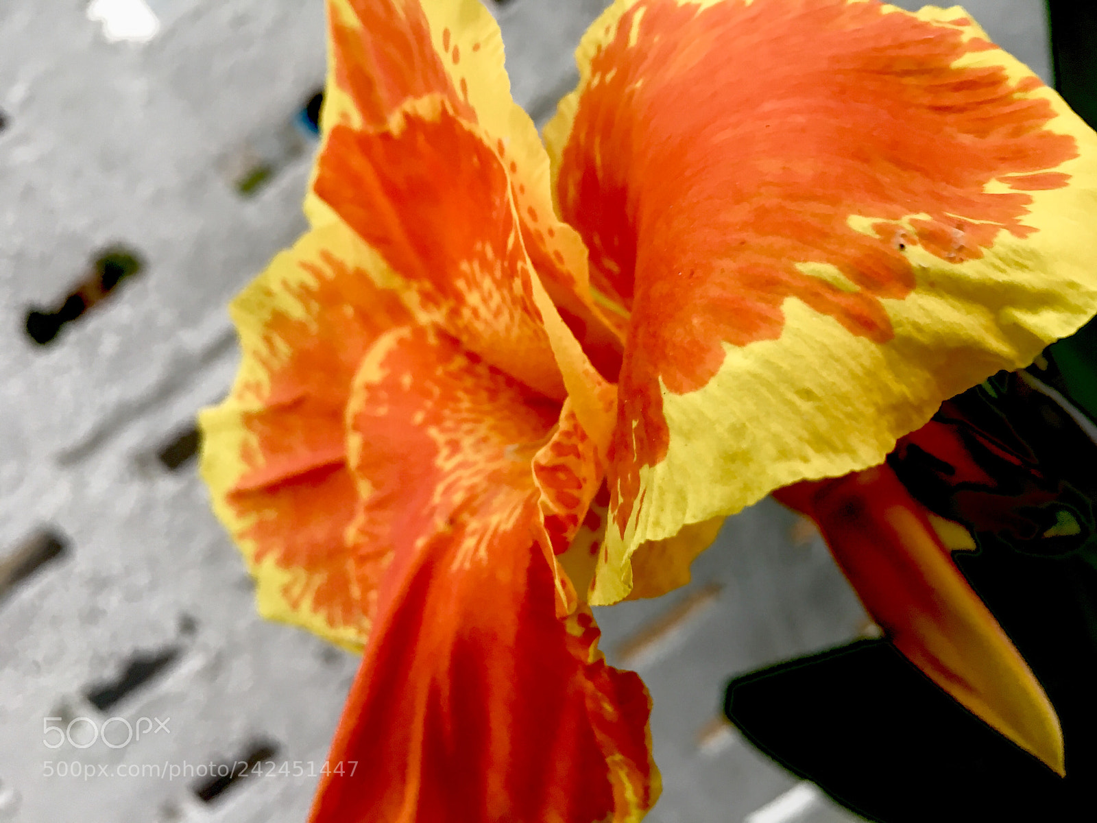 Apple iPhone 6s sample photo. Untitled photography