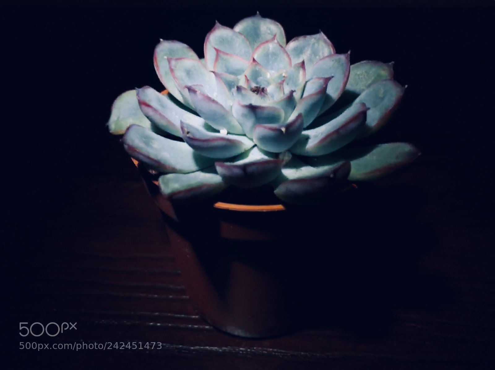 Apple iPhone 6s sample photo. ? photography
