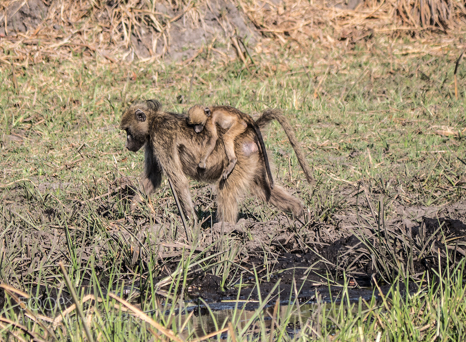 Panasonic DMC-G70 sample photo. Baboons photography