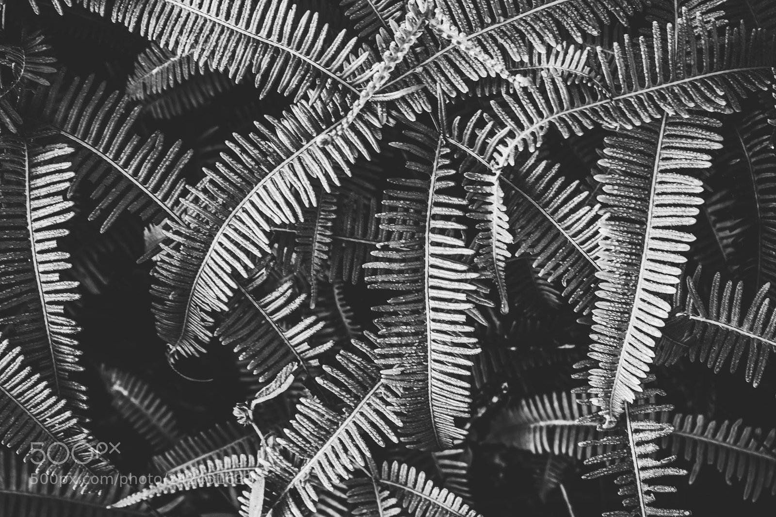 Nikon D3400 sample photo. Tropic strike black&white photography