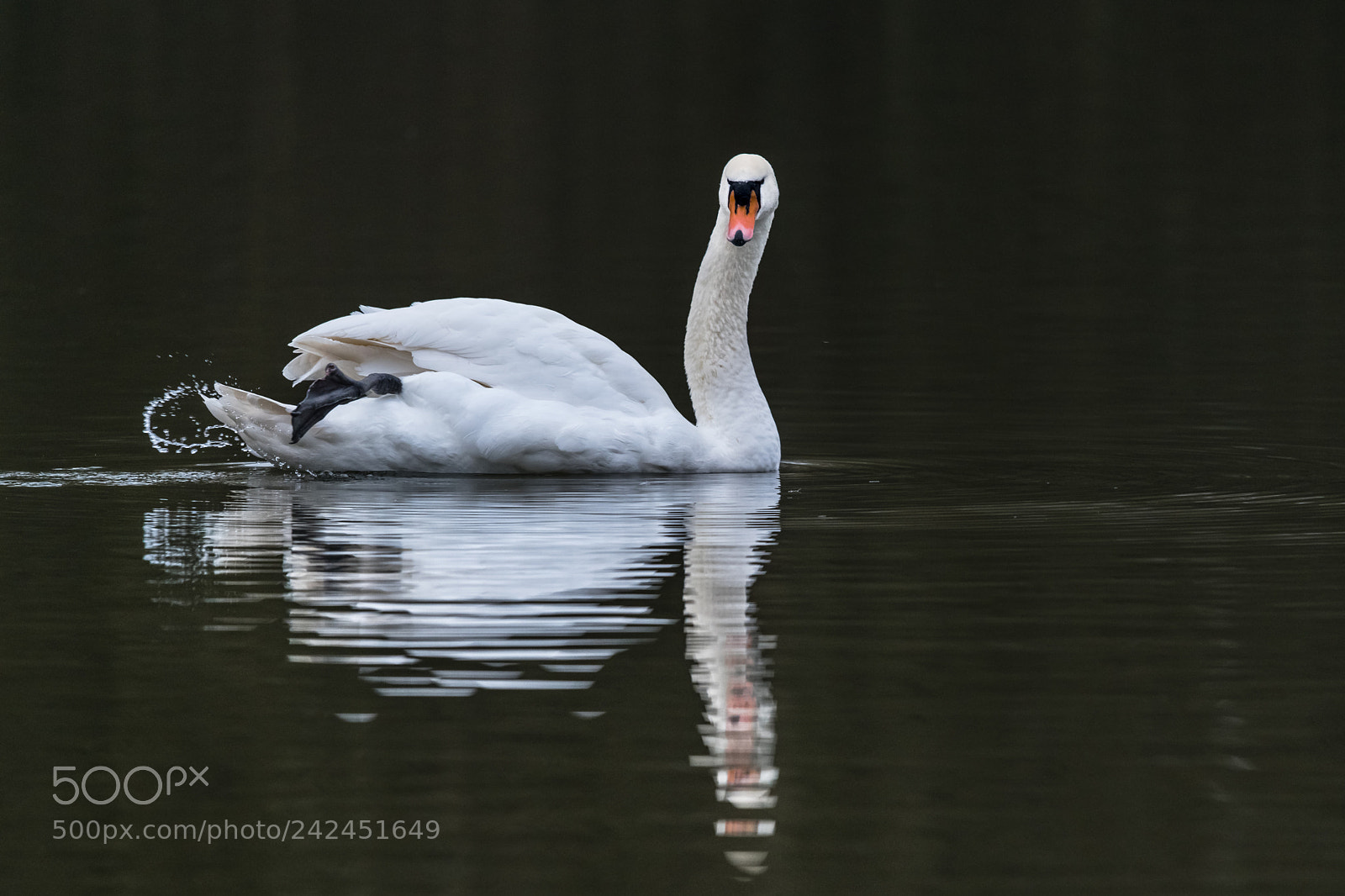 Nikon D850 sample photo. Swan on lake photography