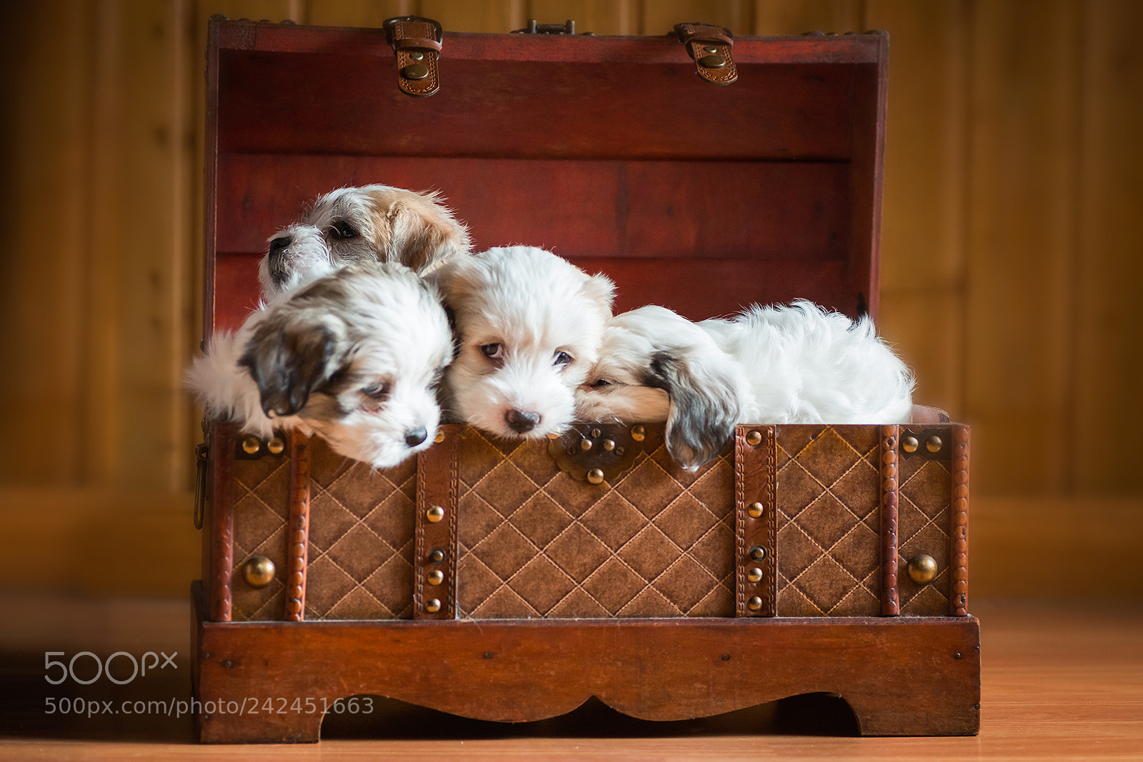 Nikon D800 sample photo. Pequeños soñadores photography