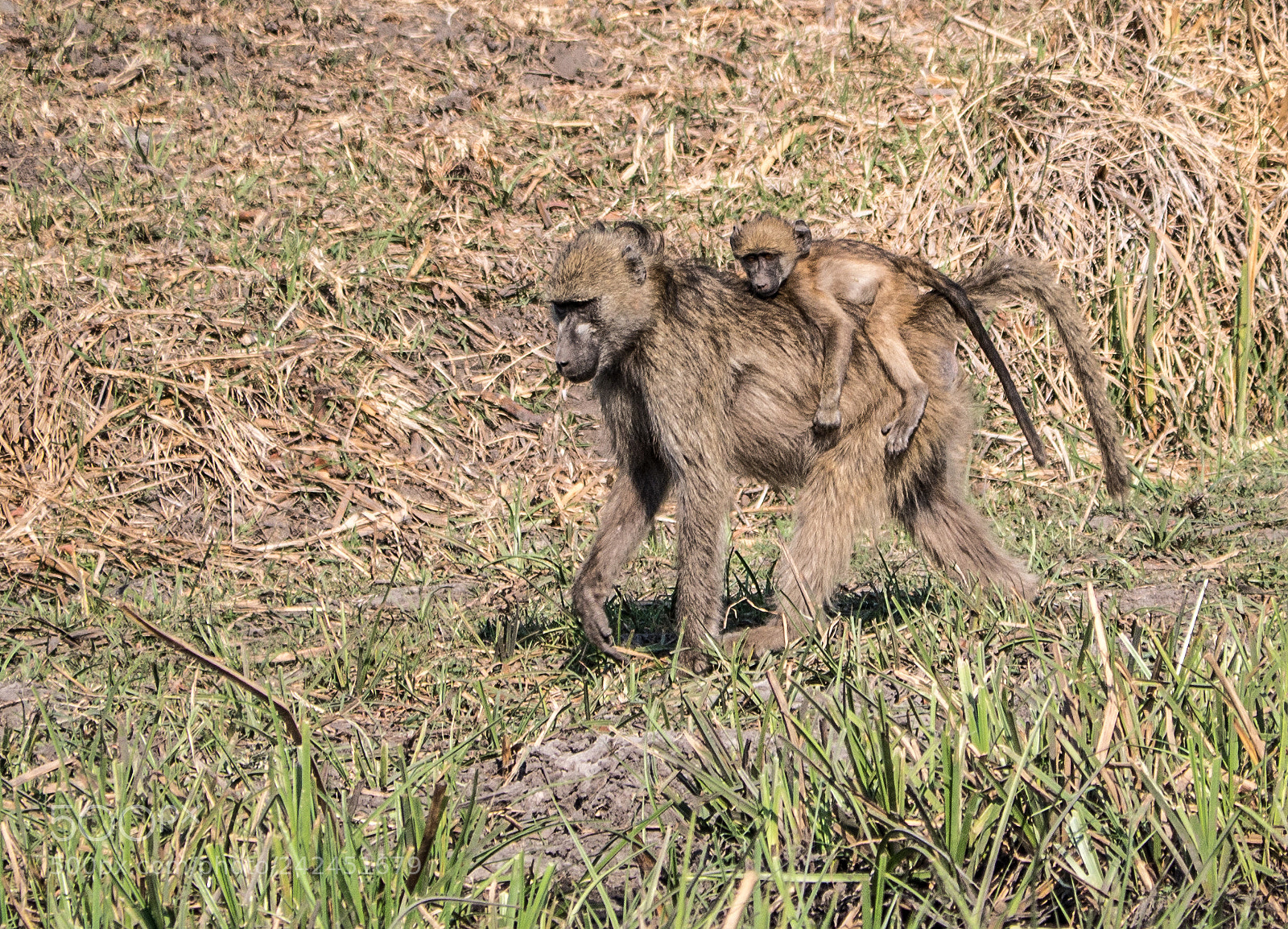 Panasonic DMC-G70 sample photo. Baboons photography