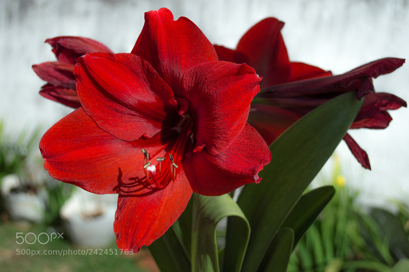 Nikon D3200 sample photo. Amarilis photography