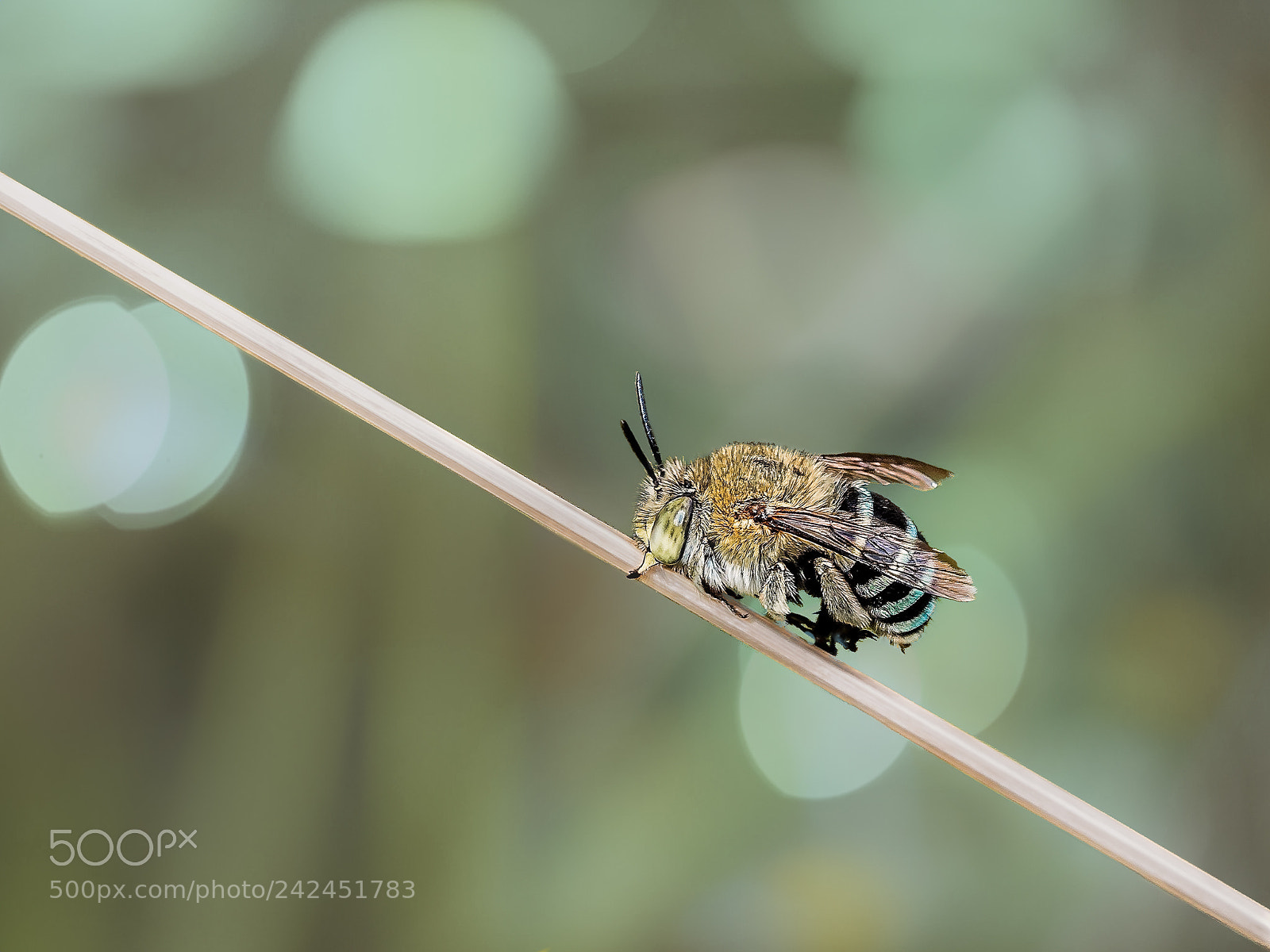 Olympus OM-D E-M5 sample photo. Blue banded bee photography