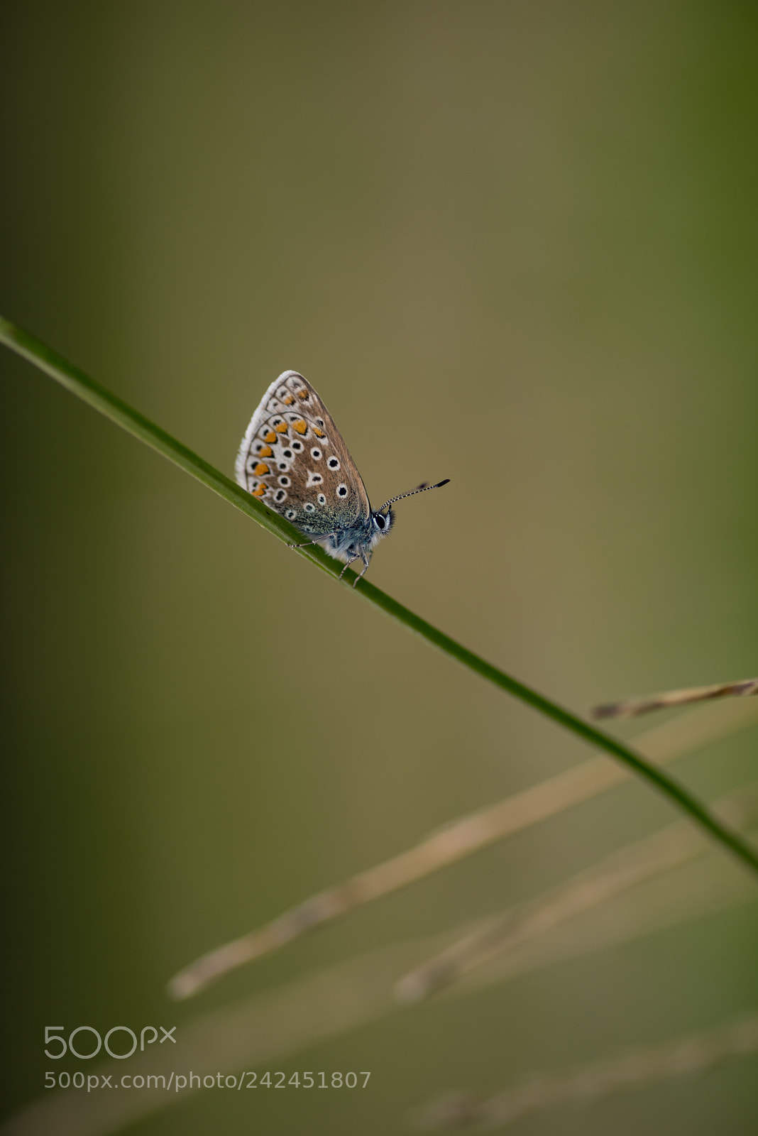 Pentax K-1 sample photo. Common blue butterfly photography