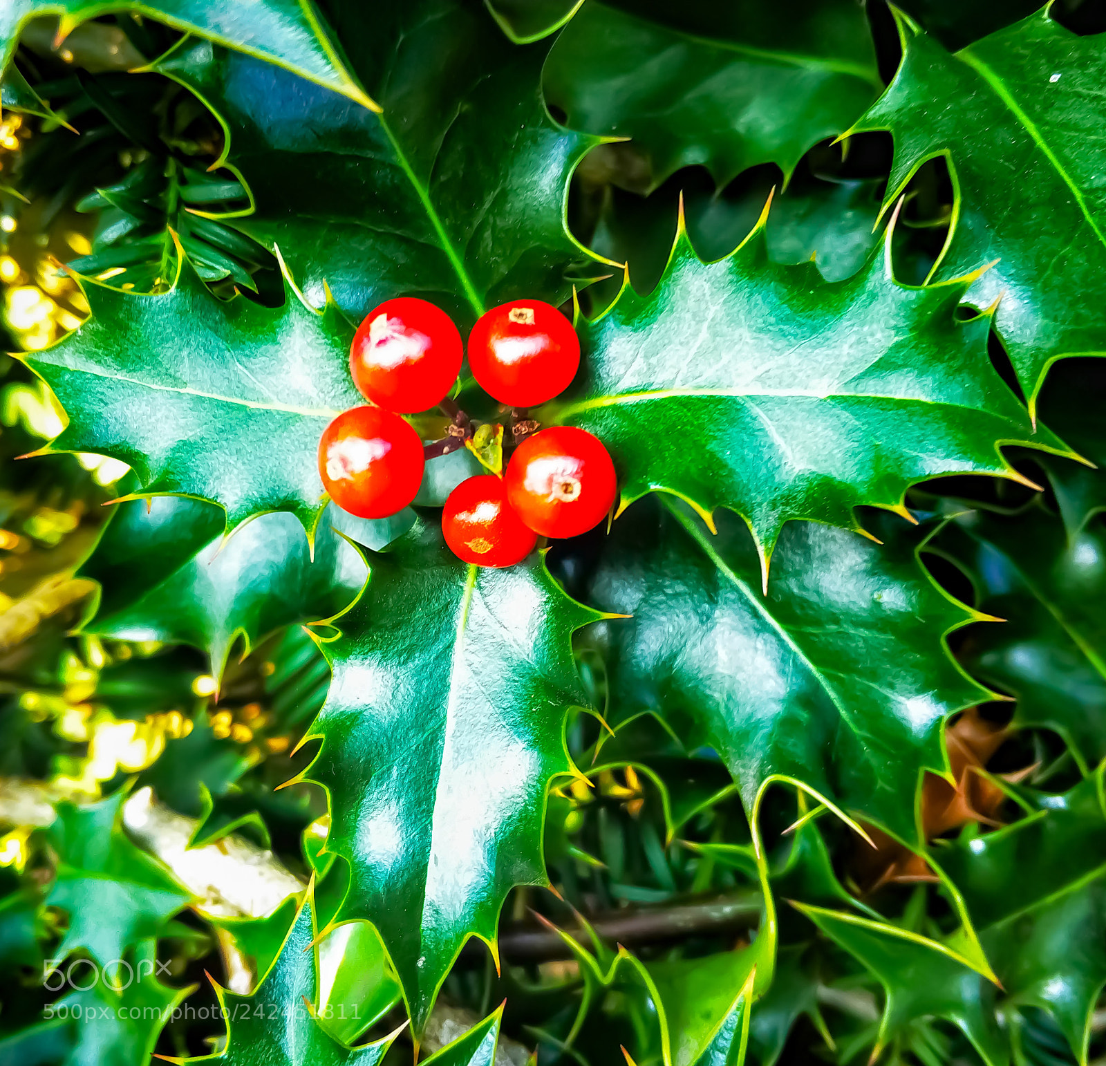 Xiaomi MI6 sample photo. Mistletoe photography