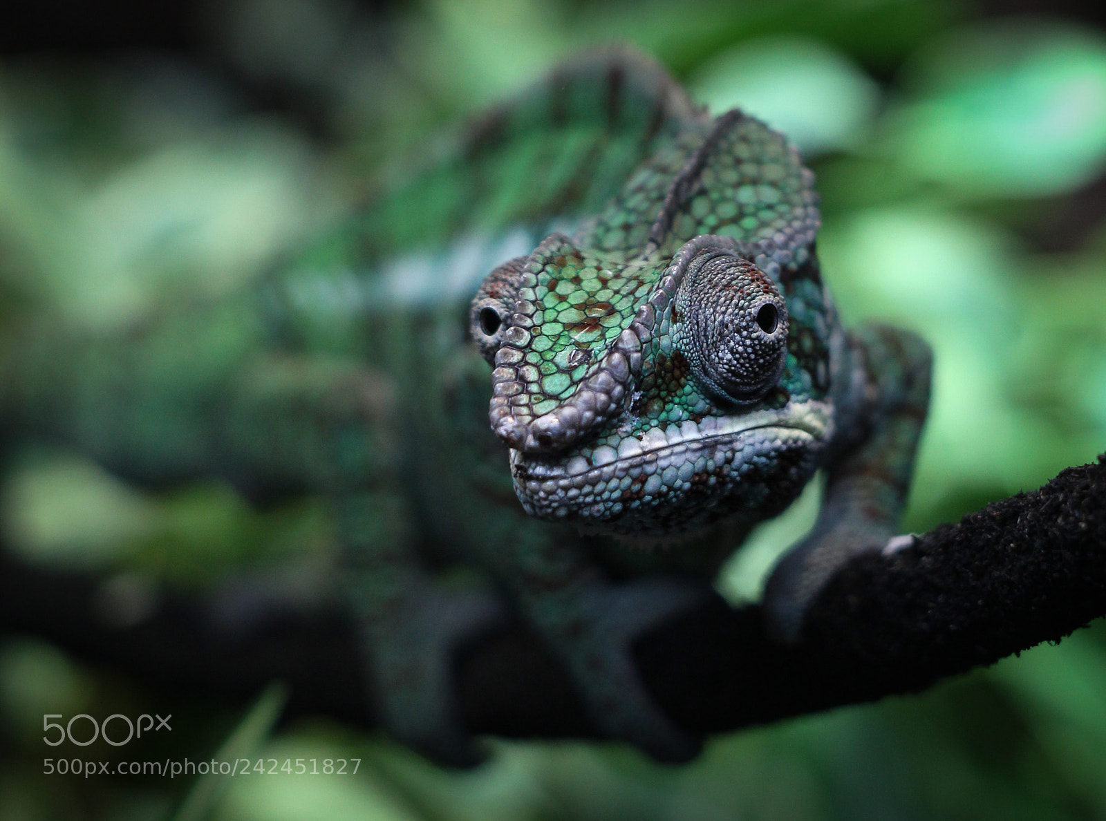 Canon EOS 1200D (EOS Rebel T5 / EOS Kiss X70 / EOS Hi) sample photo. Cameleon photography