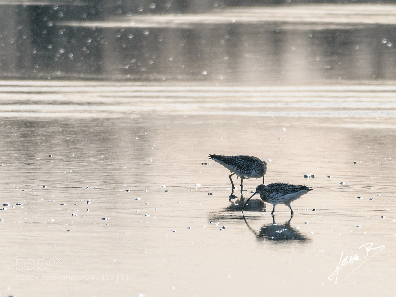 Nikon D300S sample photo. Oiseaux des marais photography
