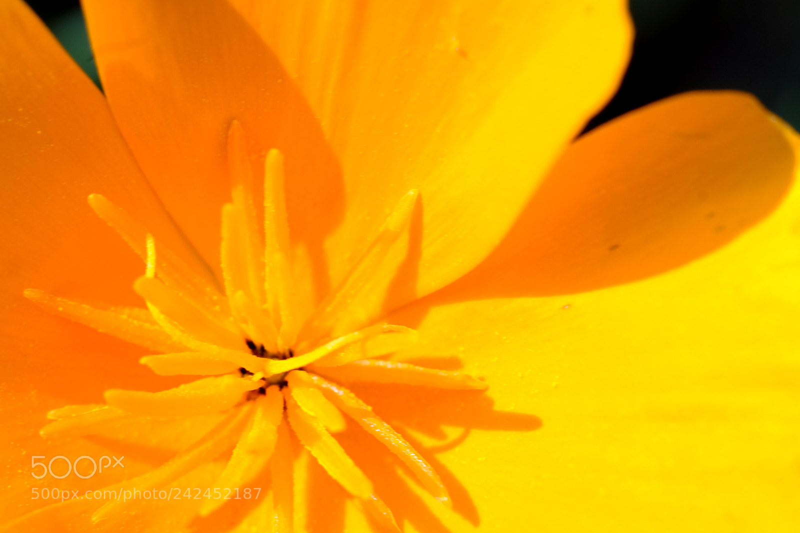 Fujifilm X-Pro2 sample photo. Flower photography