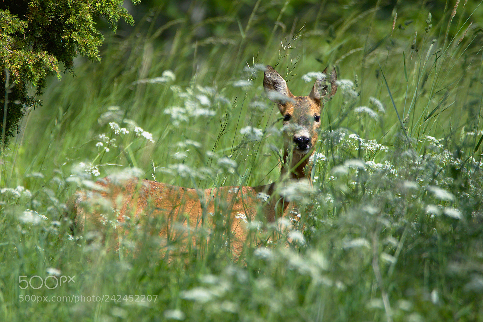 Nikon D810 sample photo. European roe deer photography