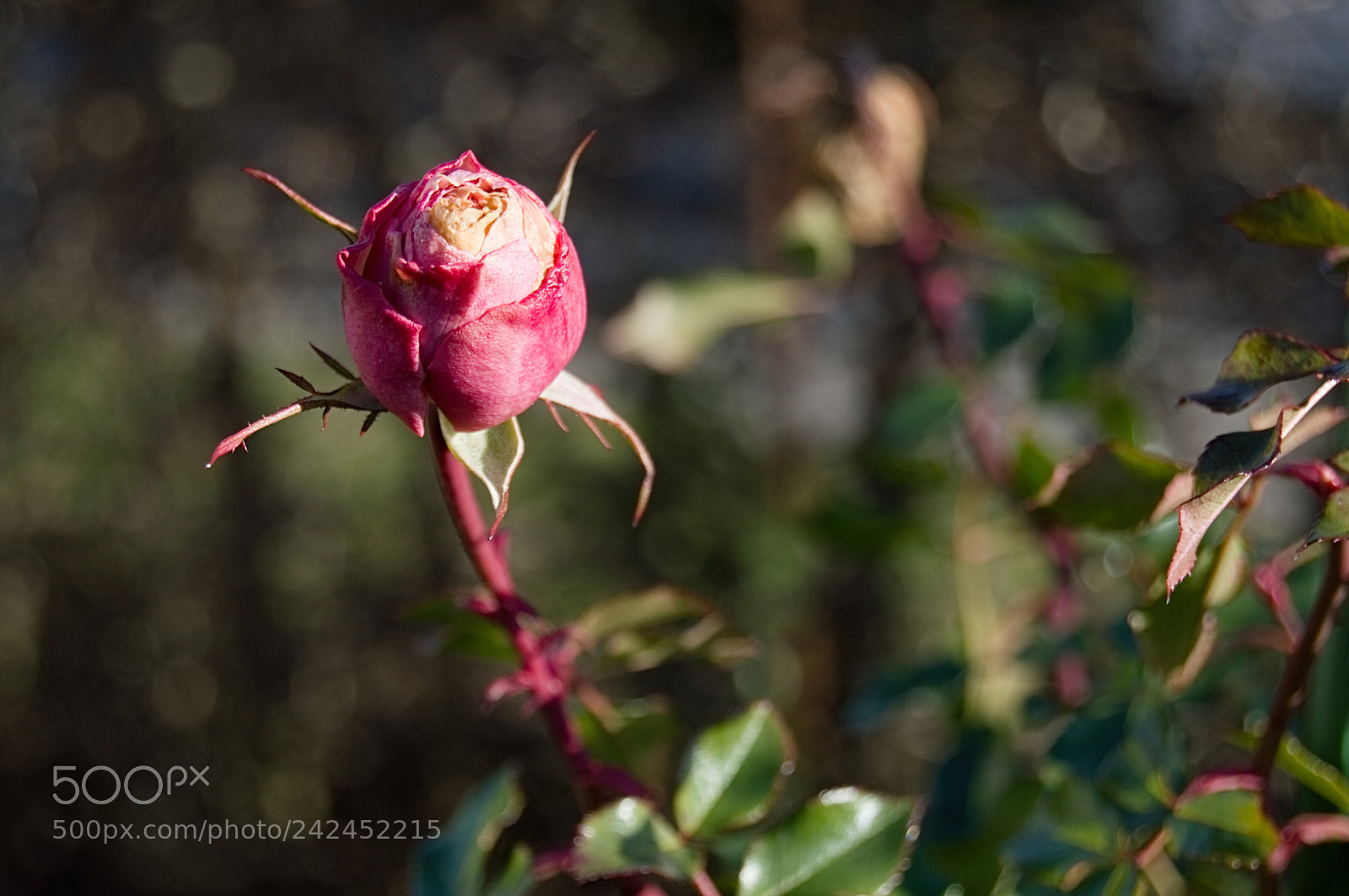 Nikon D3200 sample photo. Rose photography