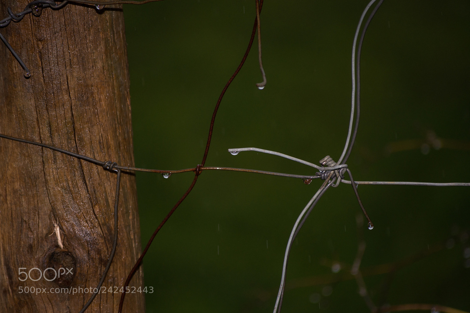Nikon D7200 sample photo. Wires photography