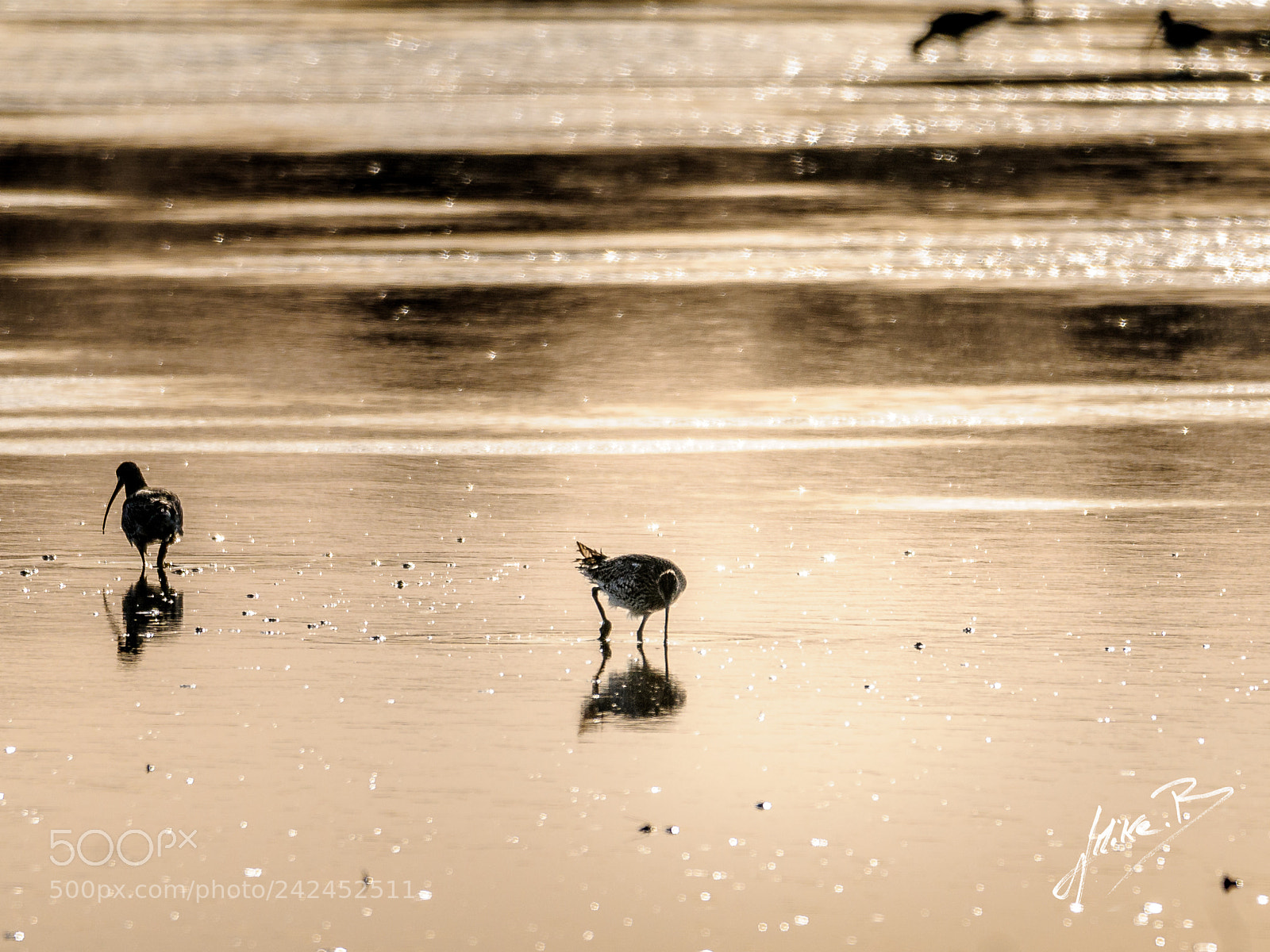 Nikon D300S sample photo. Oiseaux des marais photography