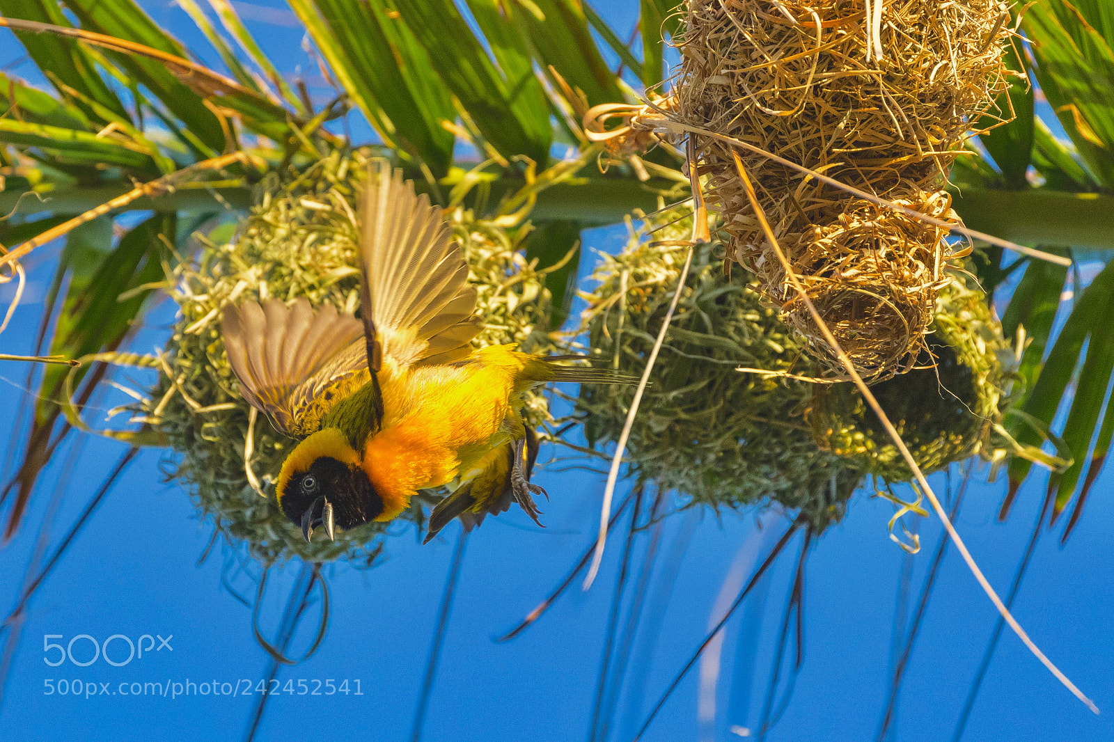 Canon EOS 7D Mark II sample photo. Cape weaver,male this photo photography