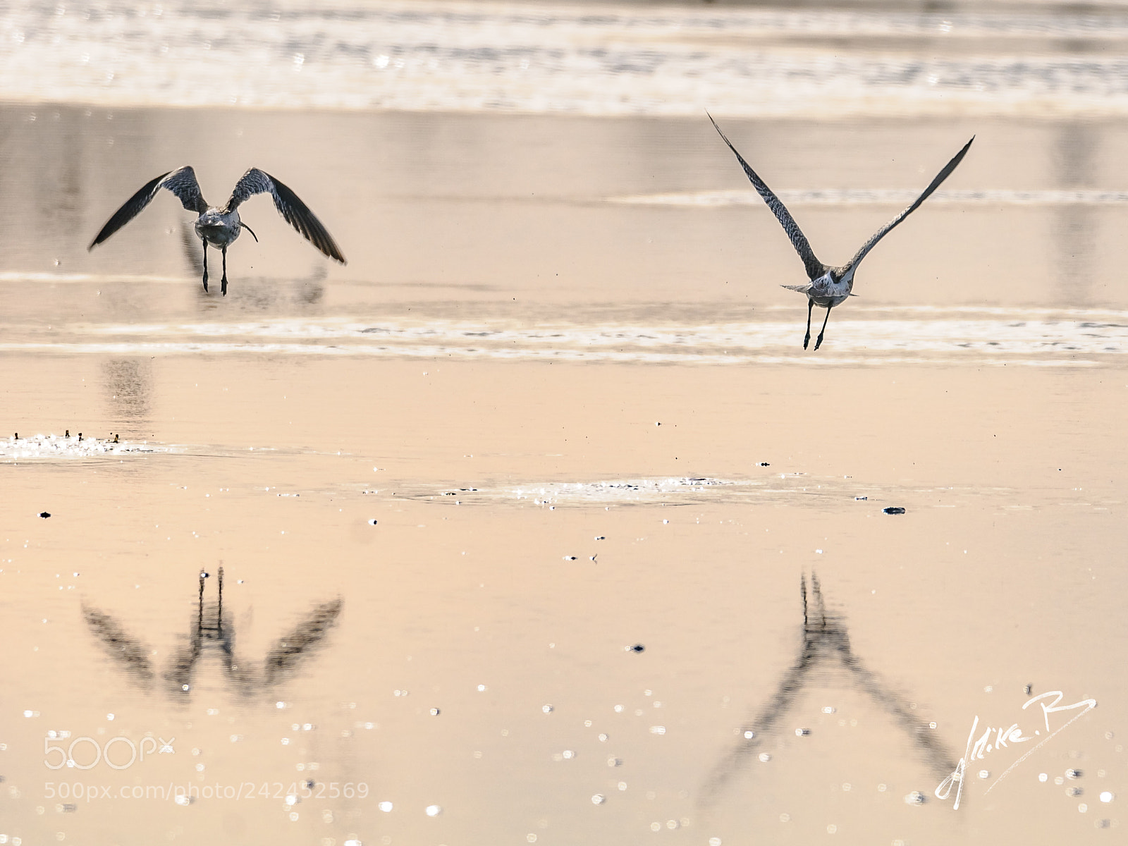 Nikon D300S sample photo. Oiseaux des marais photography