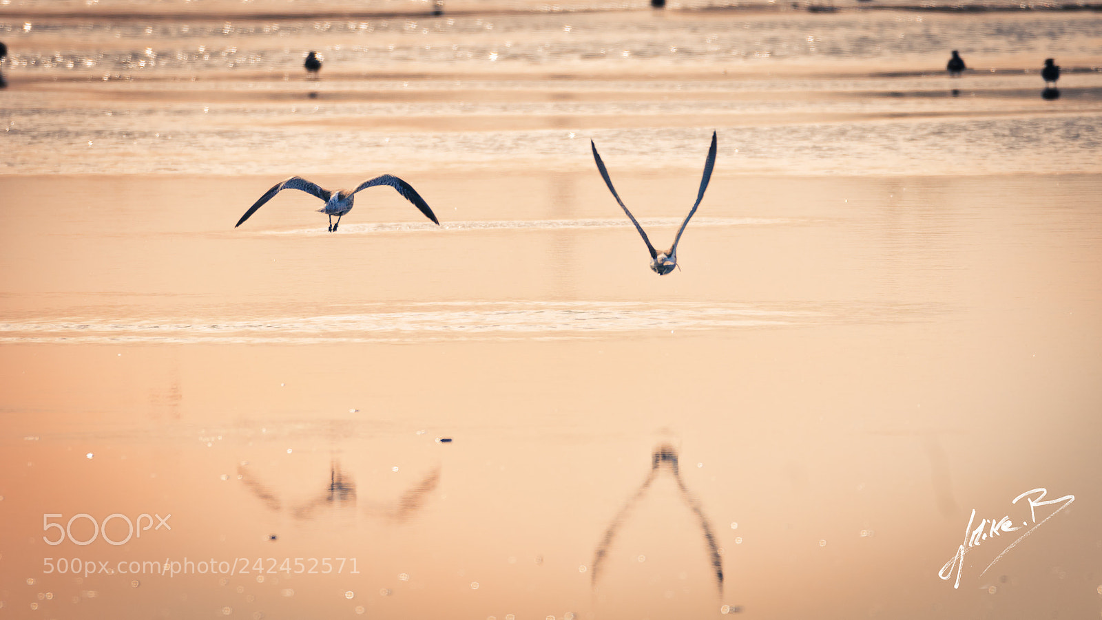 Nikon D300S sample photo. Oiseaux des marais photography