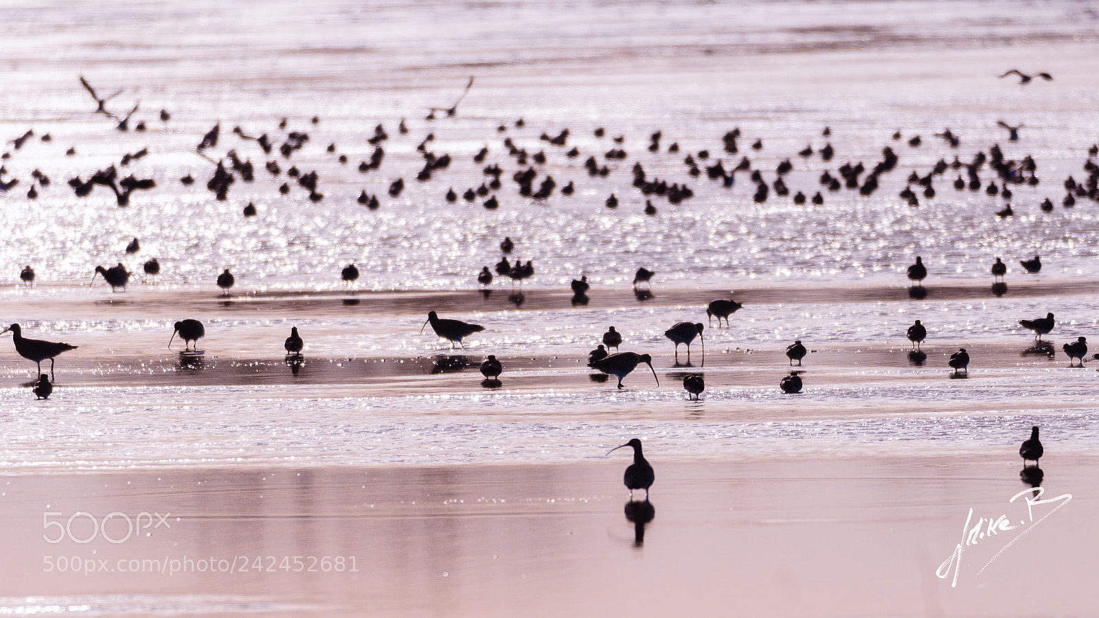 Nikon D300S sample photo. Oiseaux des marais photography