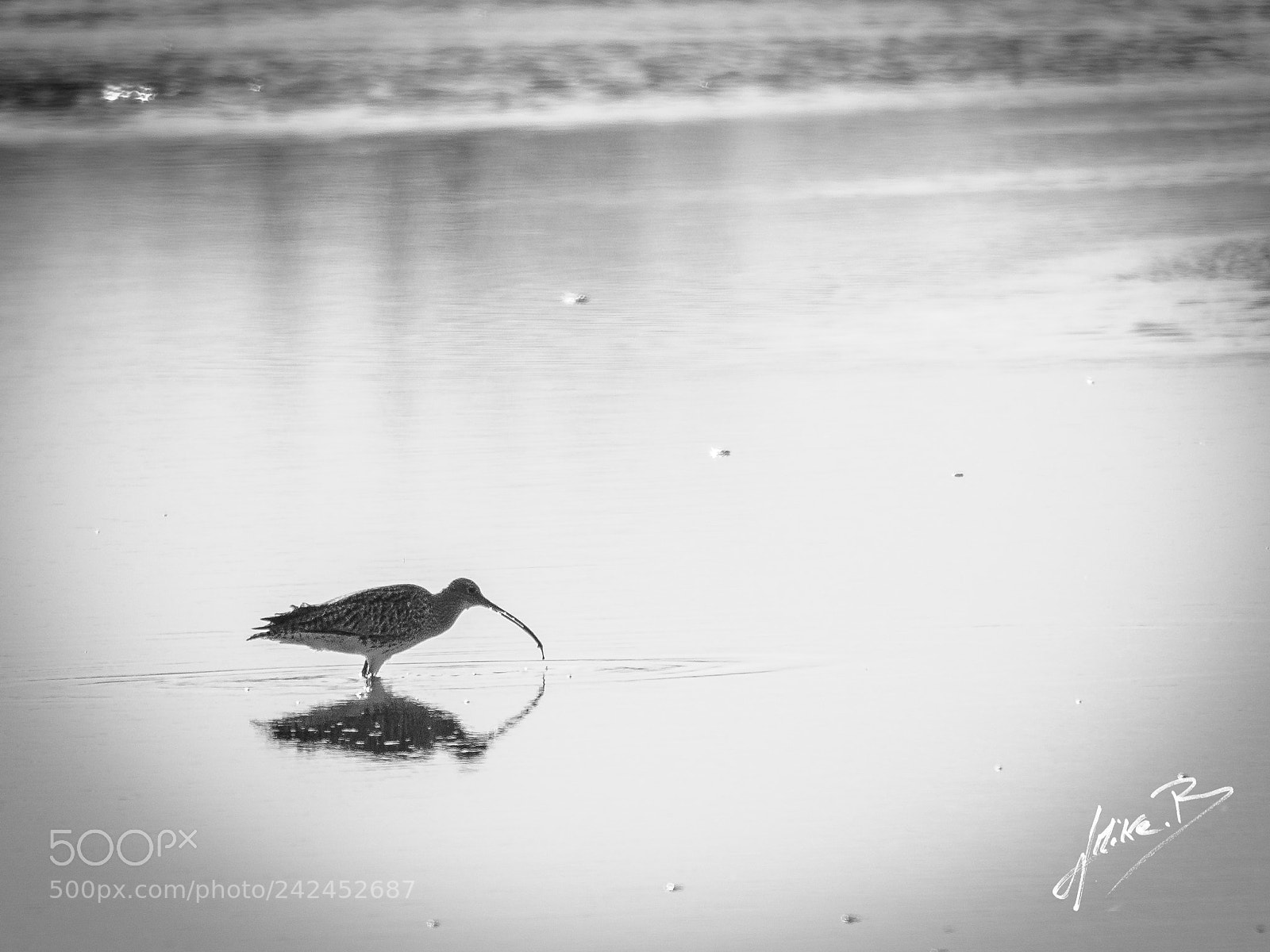 Nikon D300S sample photo. Oiseaux des marais photography