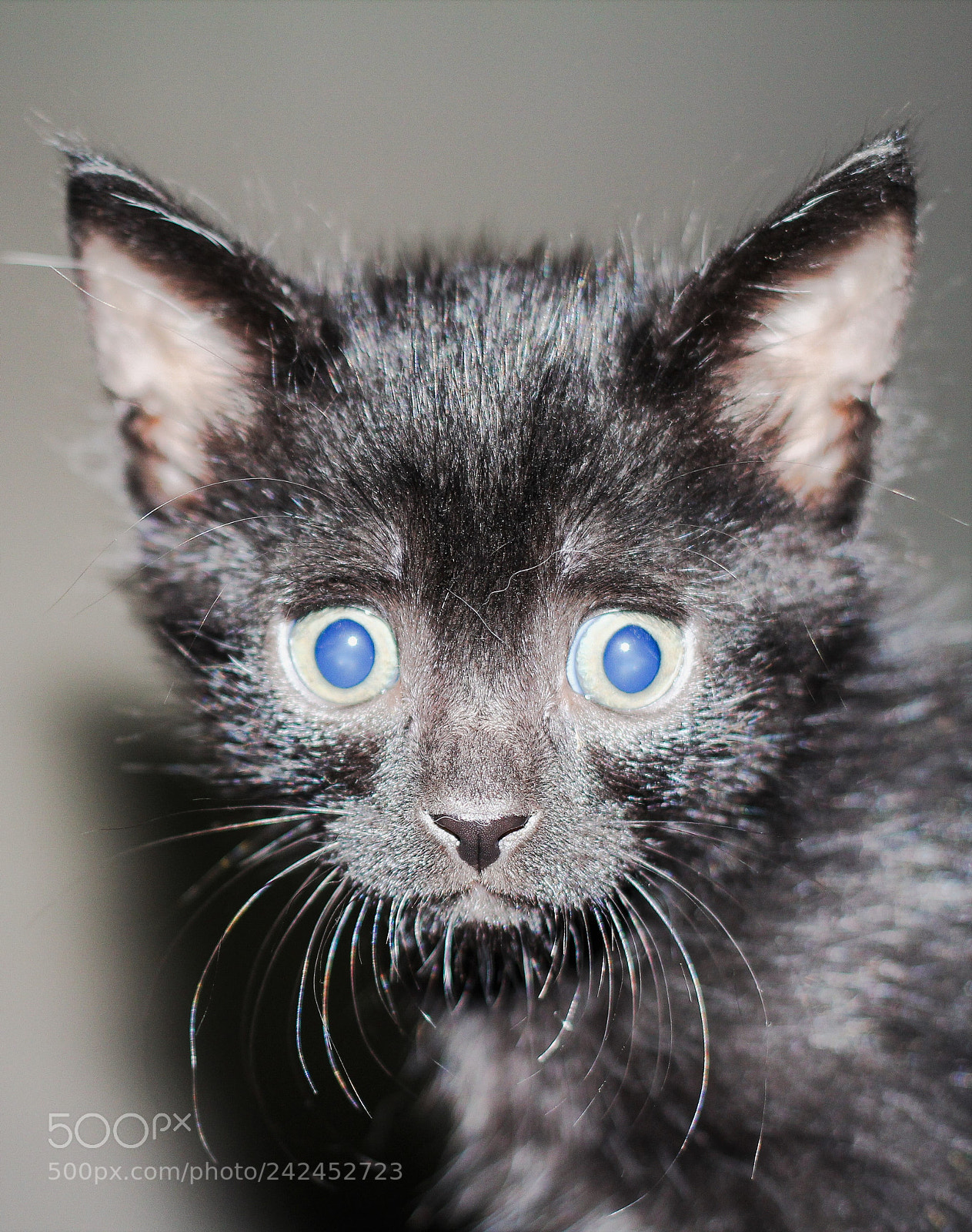 Canon EOS 60D sample photo. My cat photography