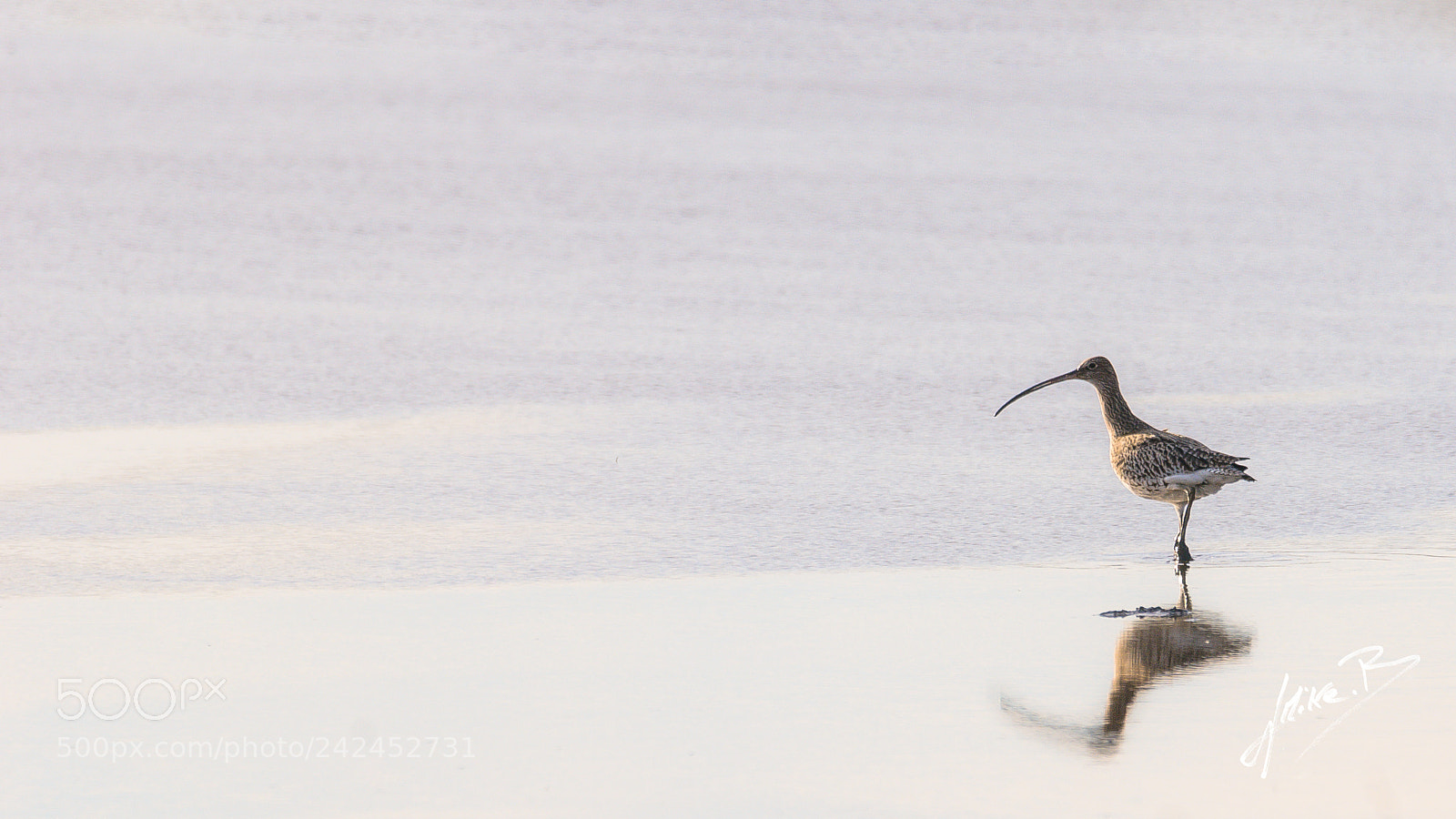 Nikon D300S sample photo. Oiseaux des marais photography