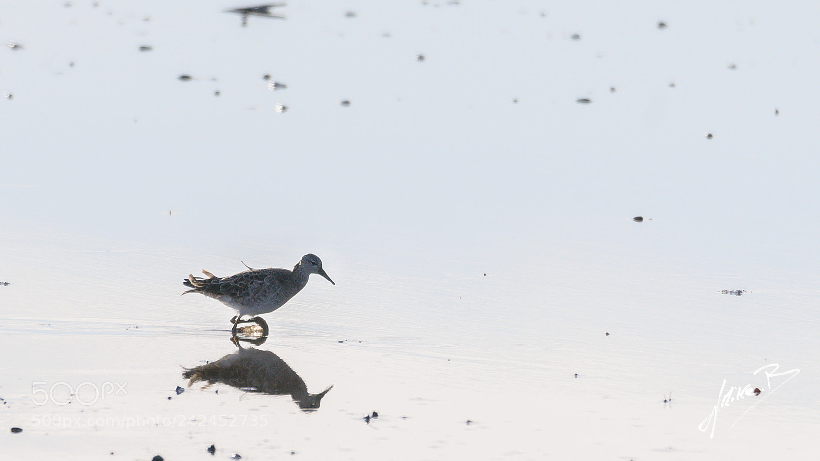 Nikon D300S sample photo. Oiseaux des marais photography