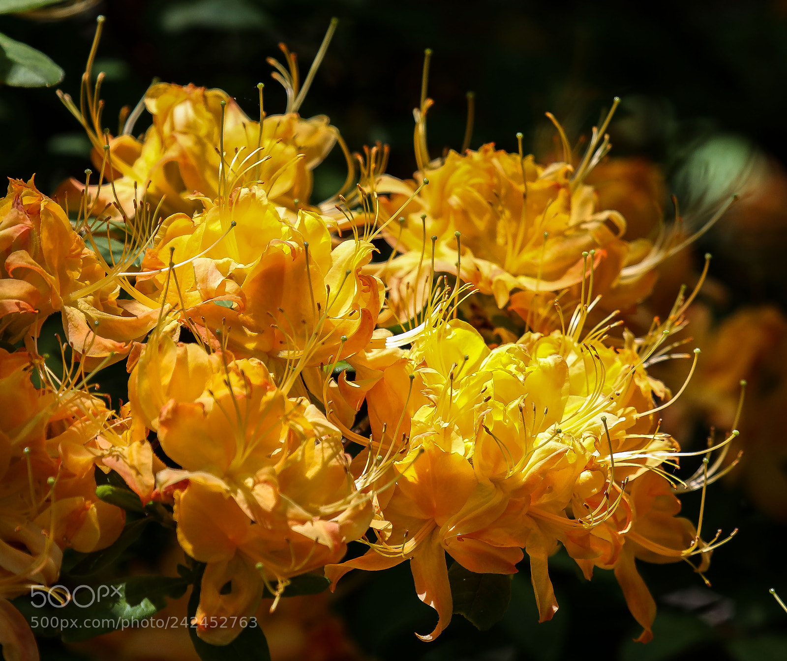 Canon EOS 7D Mark II sample photo. Wild azalea photography