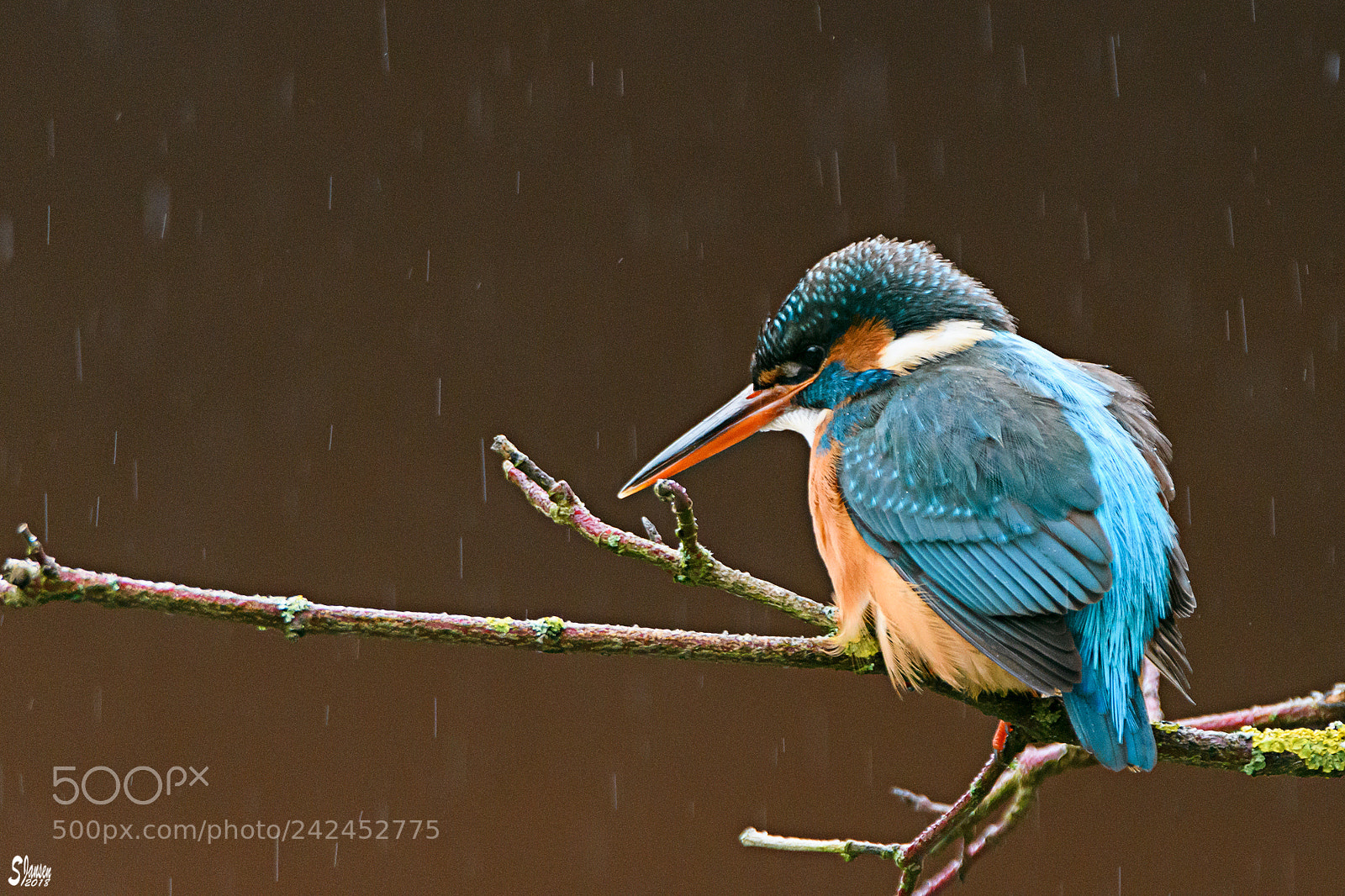 Nikon D500 sample photo. Female kingfisher on a photography